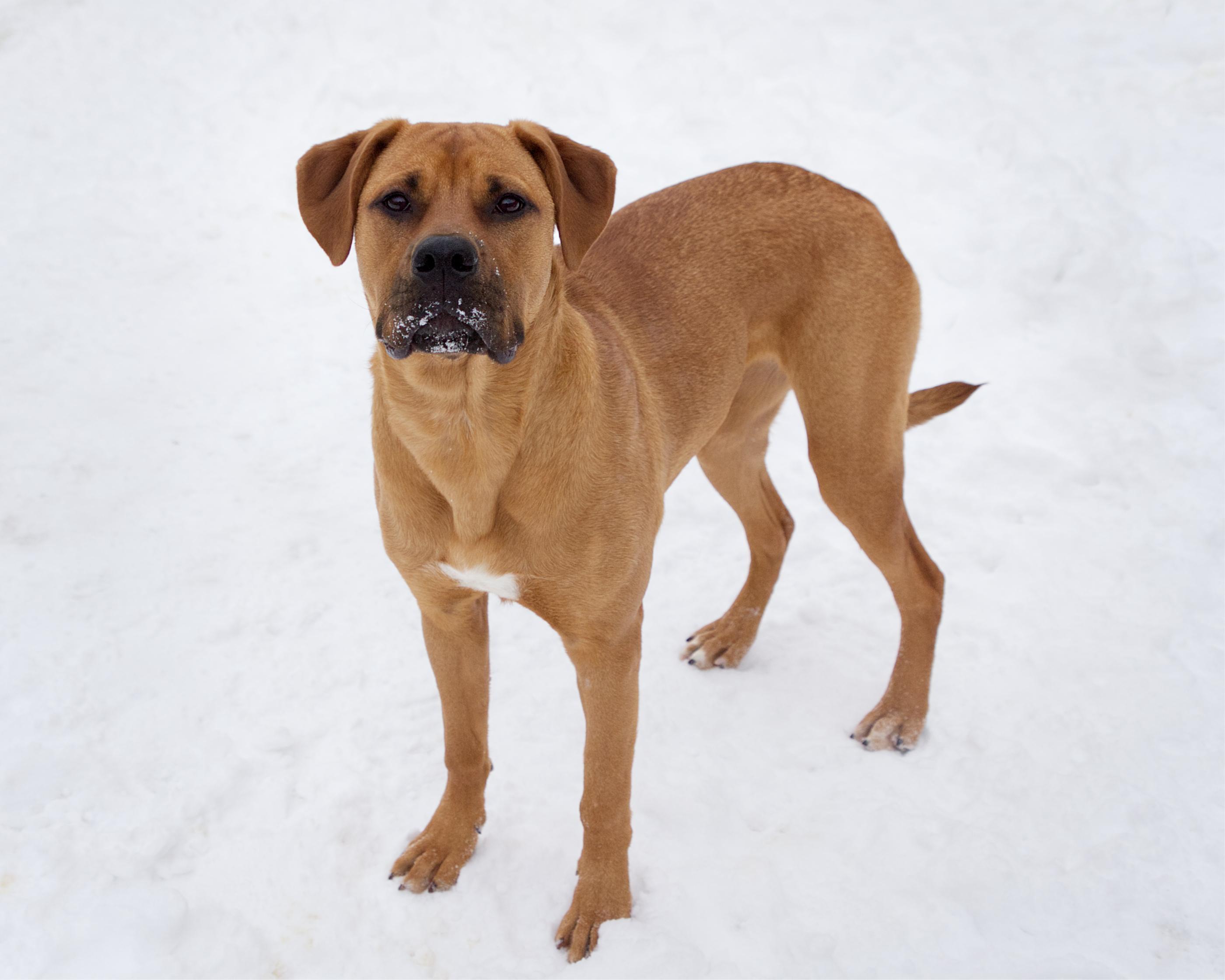 Enlarge Alyssa, an adoptable mixed breed in Winnipeg, MB image 2/3