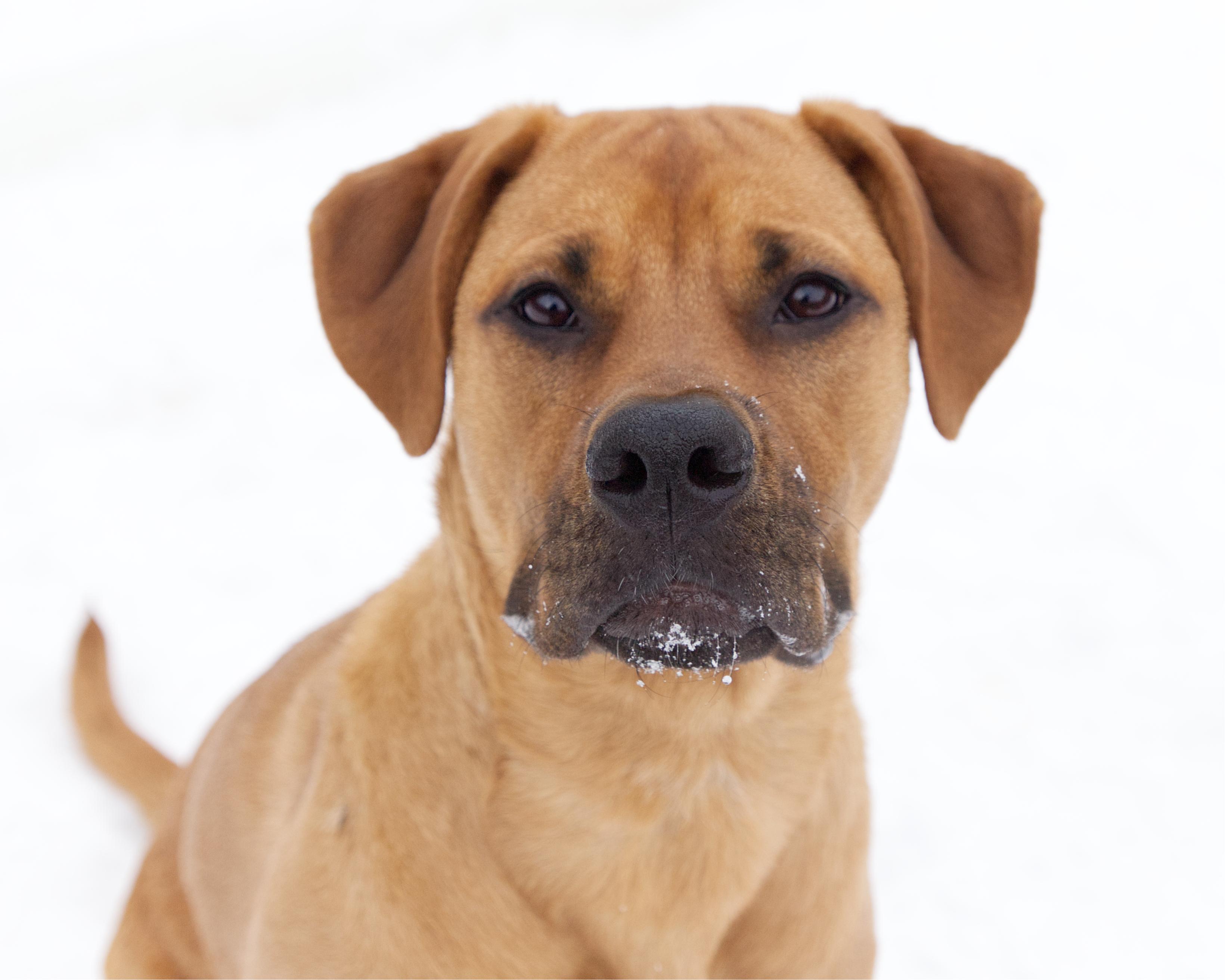Alyssa, adoptable, Young Female Bullmastiff.
