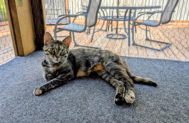 Mystique (bonded with Sara), Adoptable, Young Female Domestic Short Hair.