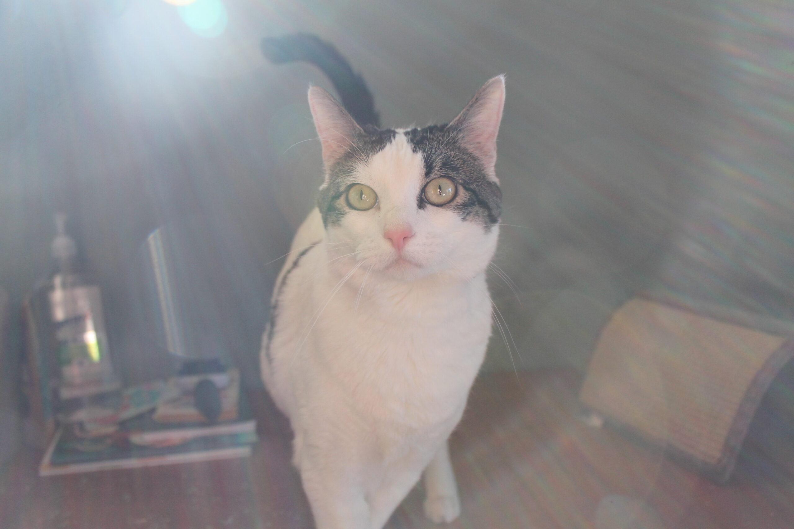 Enlarge Tina, a ADOPTABLE Domestic Short Hair in McCall, ID image 1/2