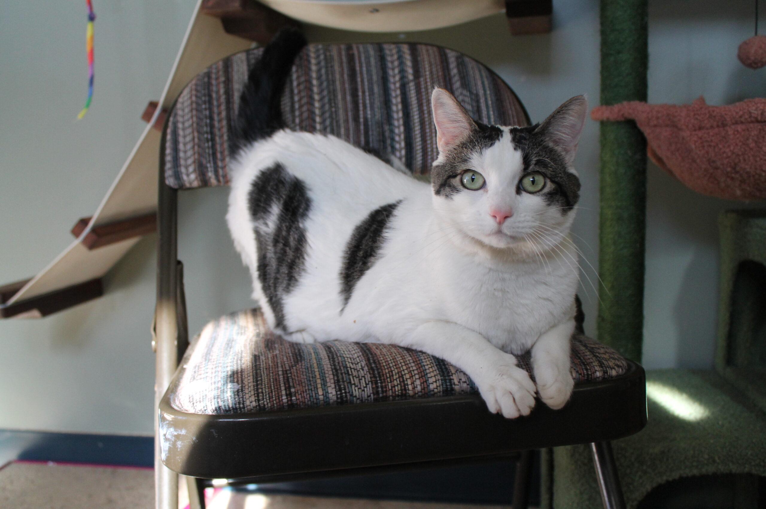 Enlarge Tina, a ADOPTABLE Domestic Short Hair in McCall, ID image 2/2