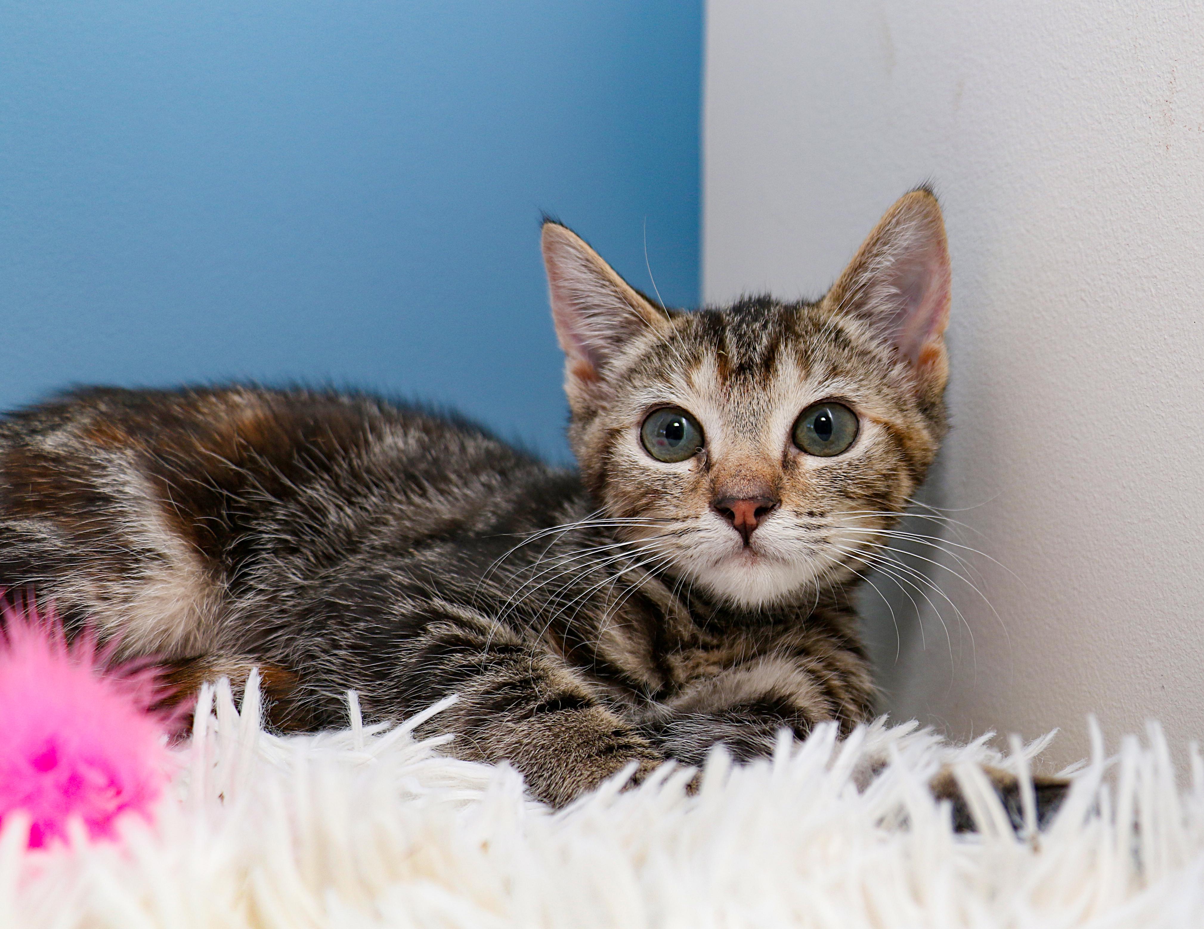 Enlarge Cloud, a ADOPTABLE Domestic Short Hair in Charlotte, NC image 4/4