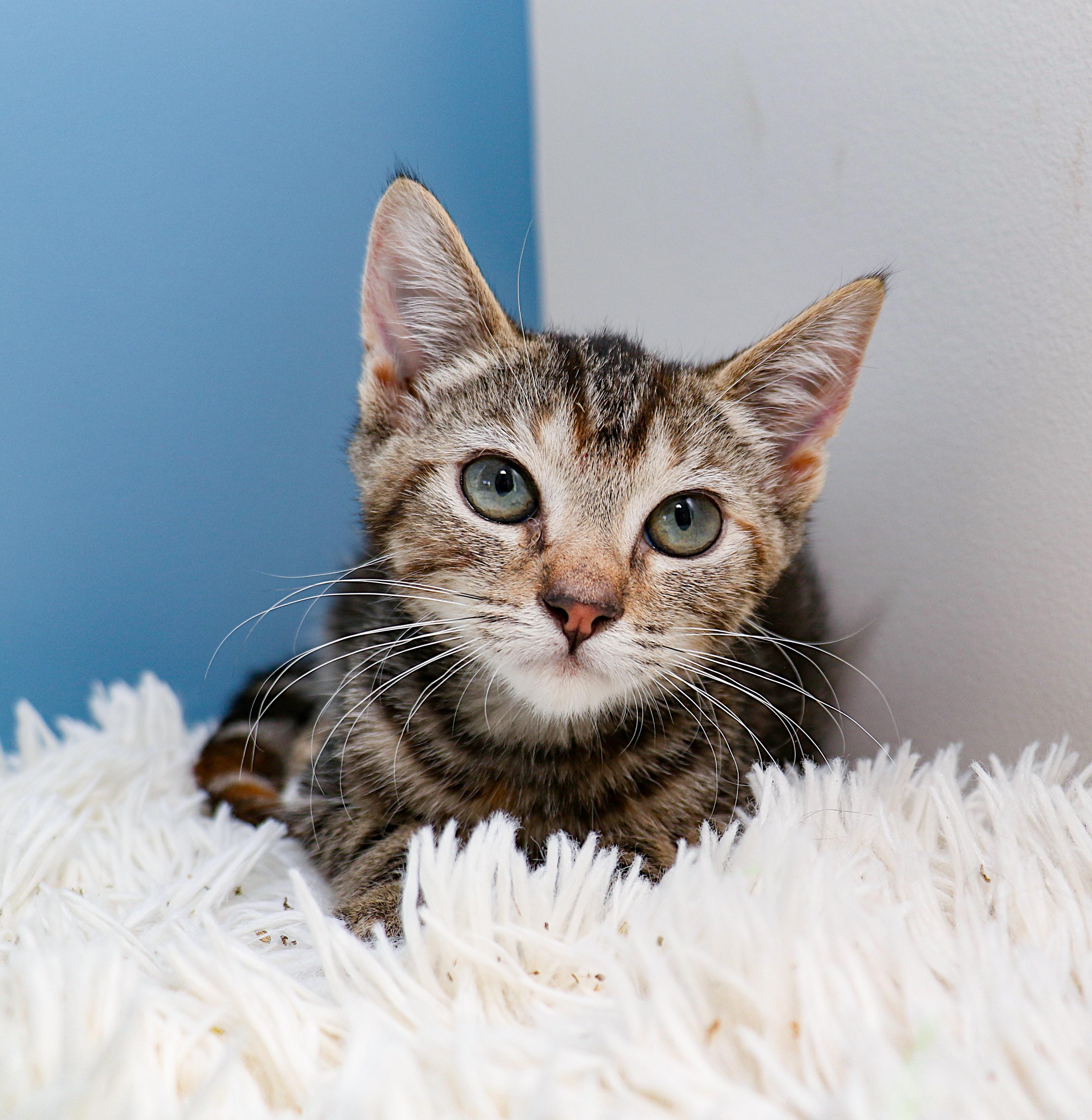 Cloud, ADOPTABLE, Young Female Domestic Short Hair.
