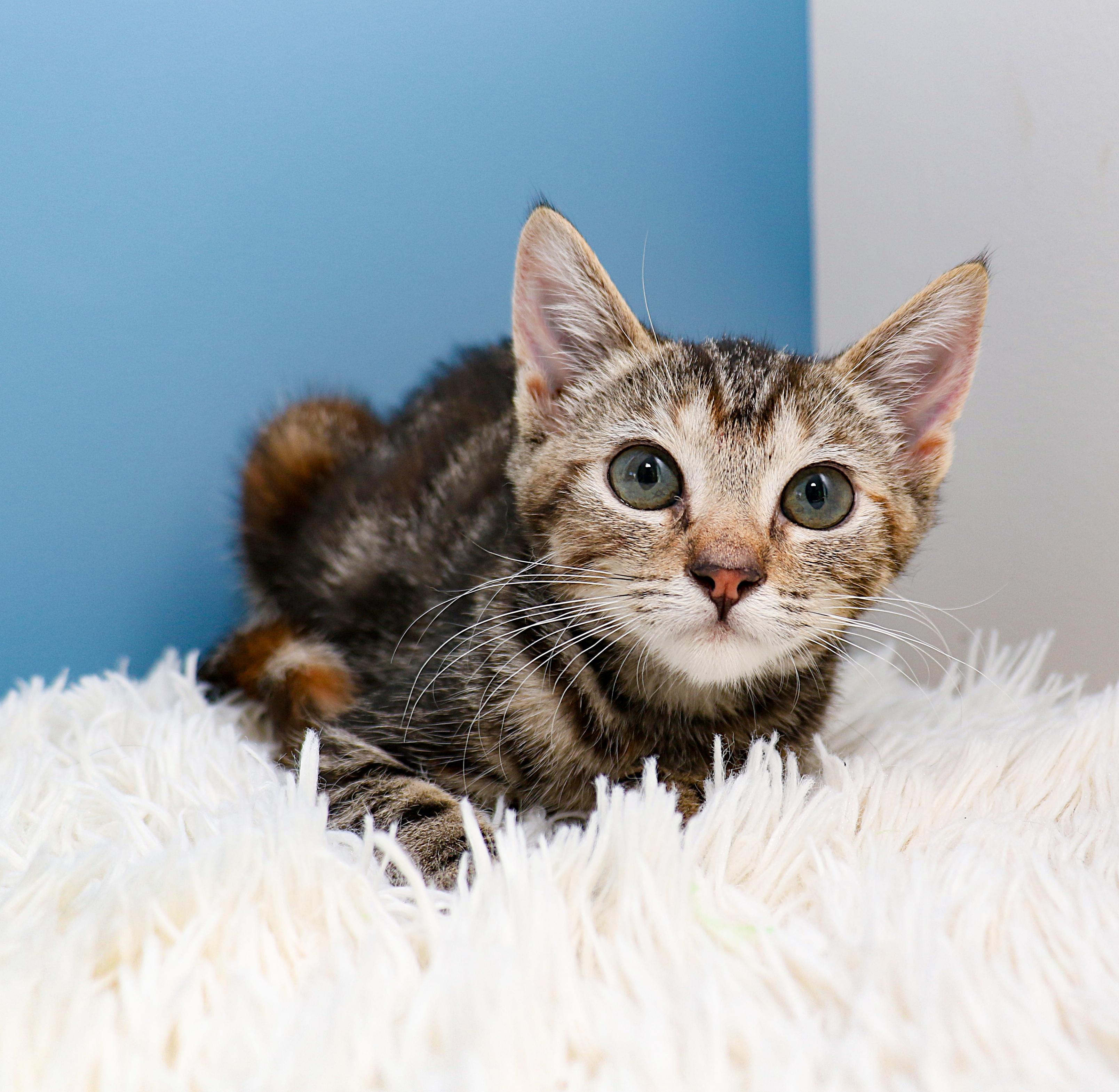 Enlarge Cloud, a ADOPTABLE Domestic Short Hair in Charlotte, NC image 2/4