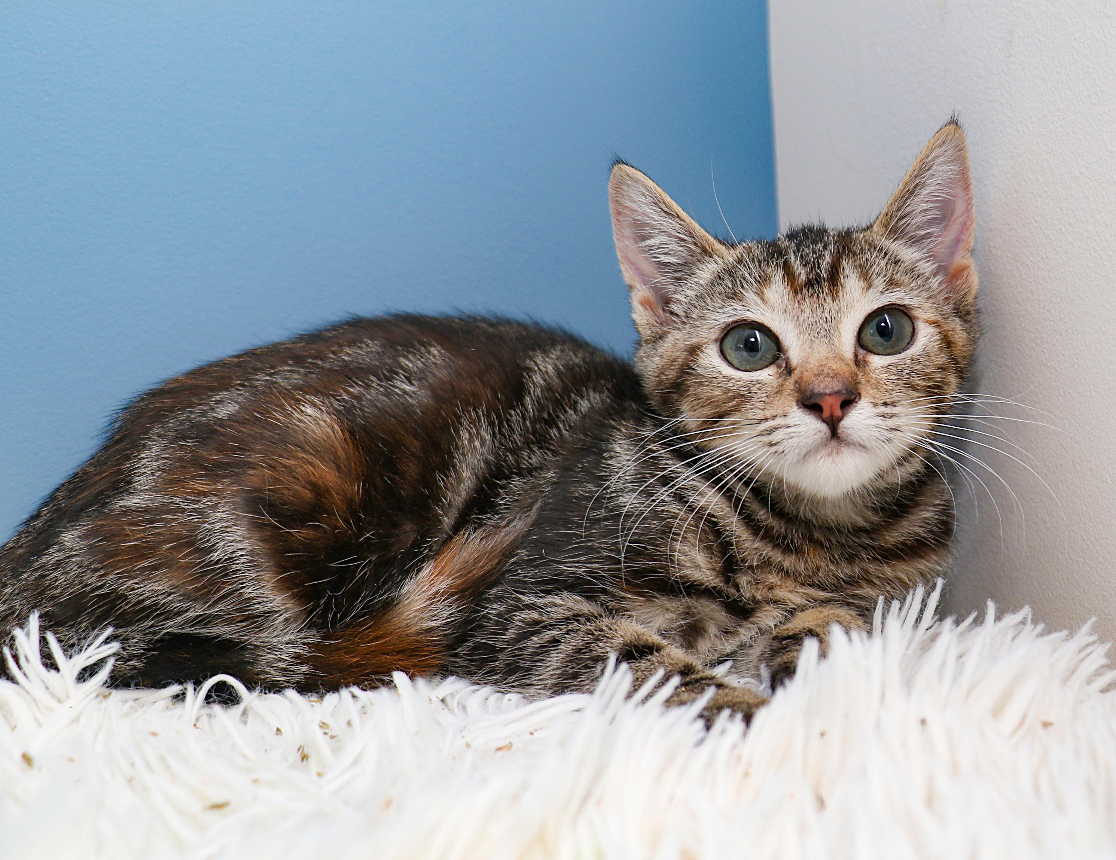 Enlarge Cloud, a ADOPTABLE Domestic Short Hair in Charlotte, NC image 3/4