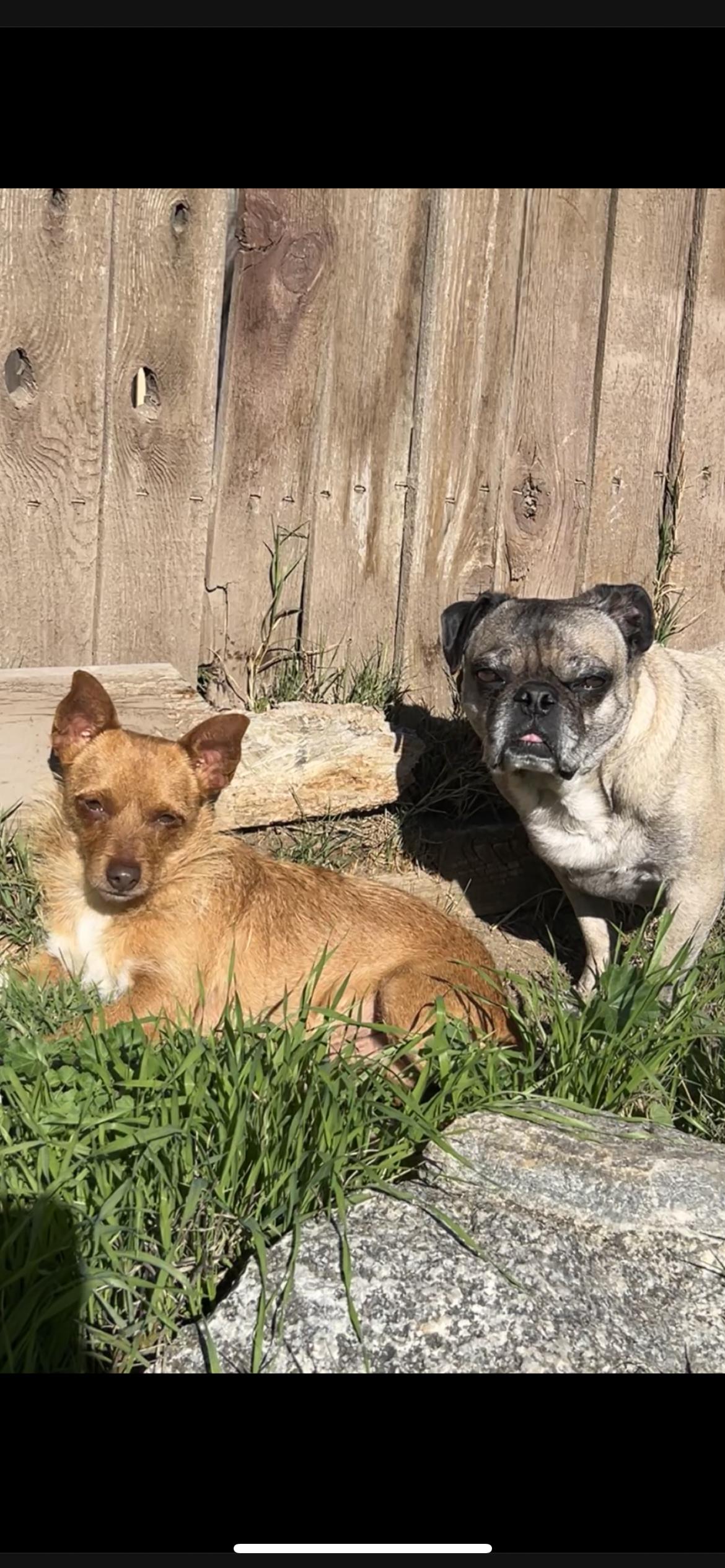 Enlarge Danny, a ADOPTABLE mixed breed in Hamden, CT image 5/5