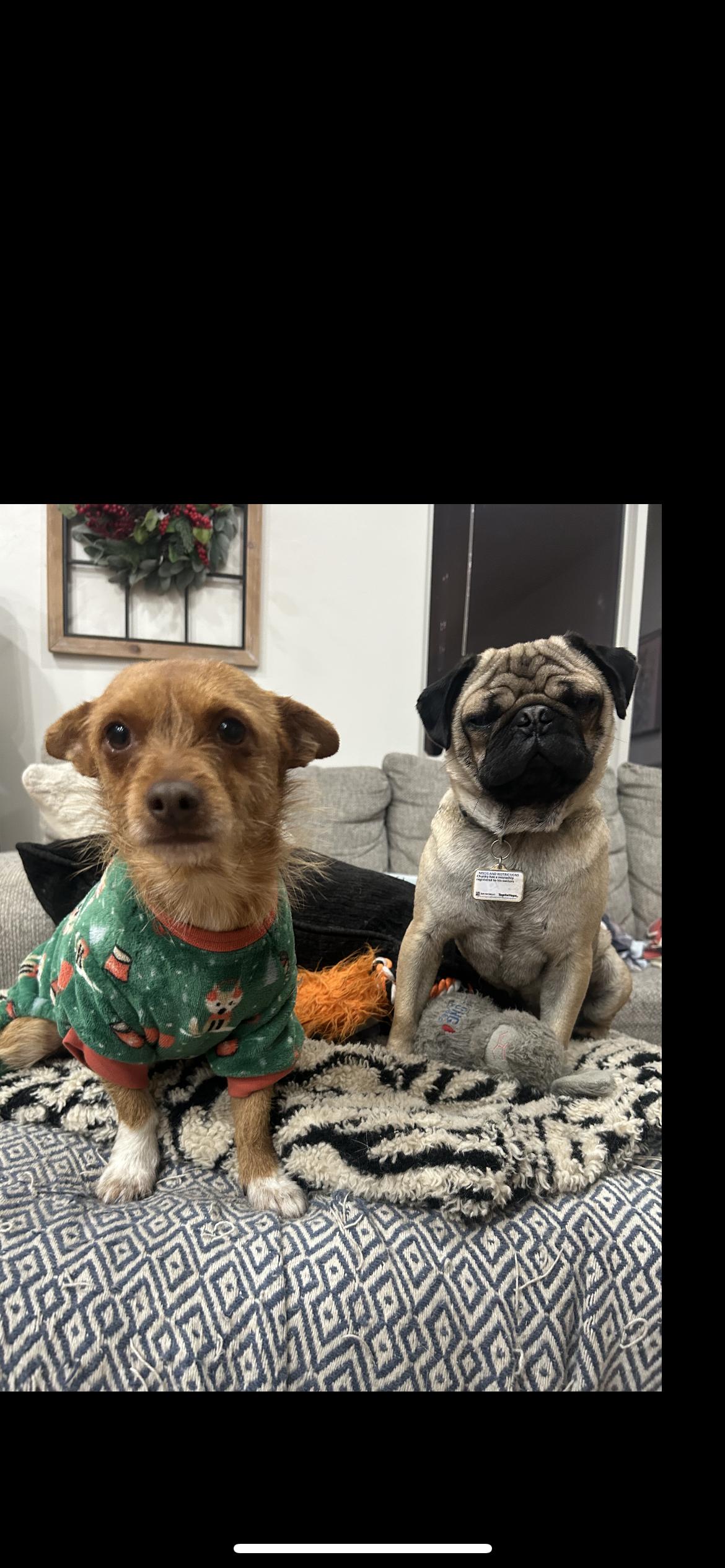 Enlarge Danny, a ADOPTABLE mixed breed in Hamden, CT image 2/5