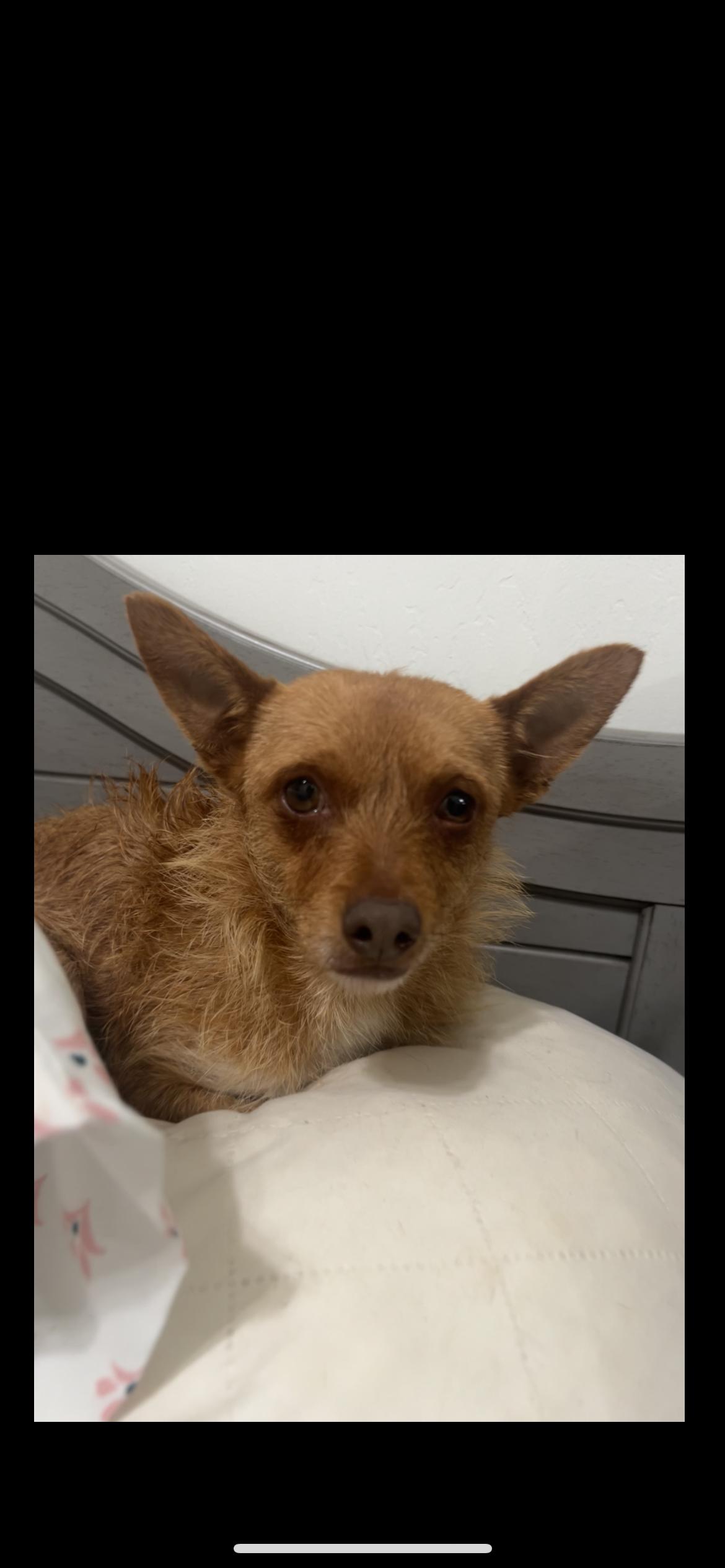 Enlarge Danny, a ADOPTABLE mixed breed in Hamden, CT image 4/5