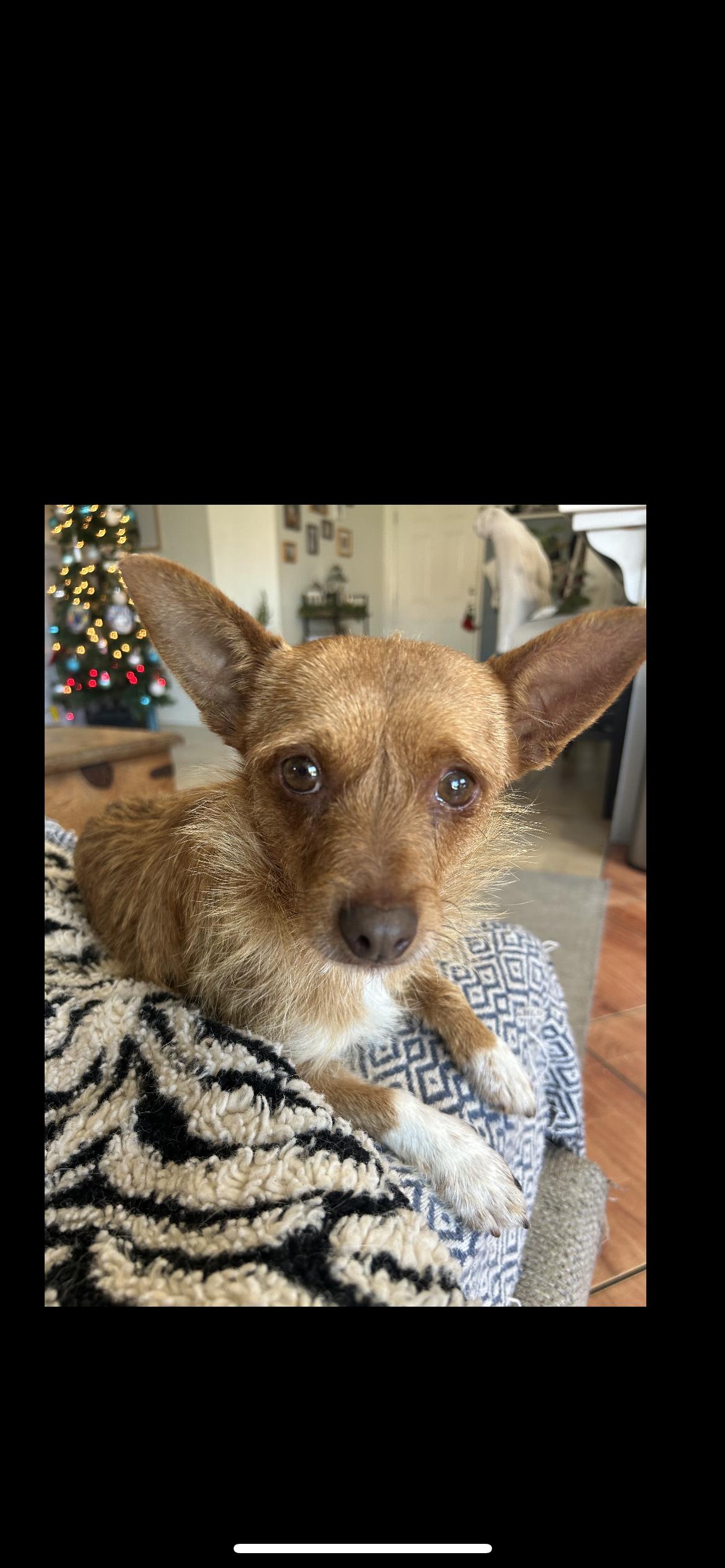 Enlarge Danny, a ADOPTABLE mixed breed in Hamden, CT image 1/5