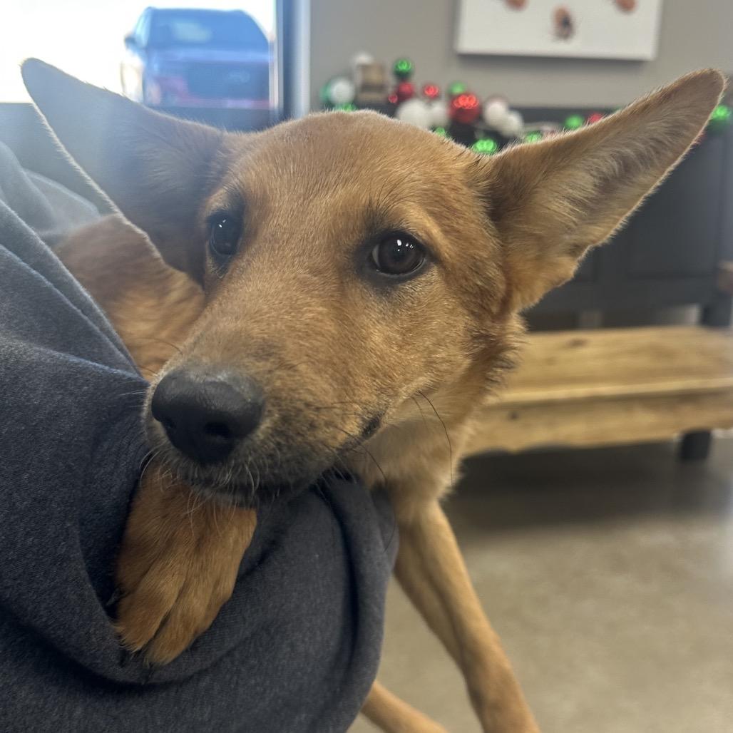 Enlarge Raye, a Adoptable Cattle Dog in Midland, TX image 1/2
