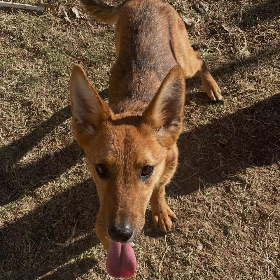 Enlarge Raye, a Adoptable Cattle Dog in Midland, TX image 2/2