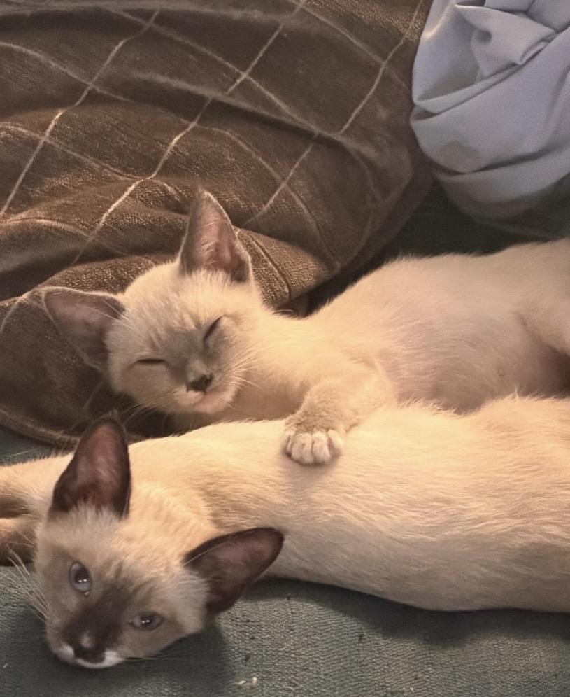 Enlarge Clove, a Adopted Siamese in Santa Ana, CA image 2/4