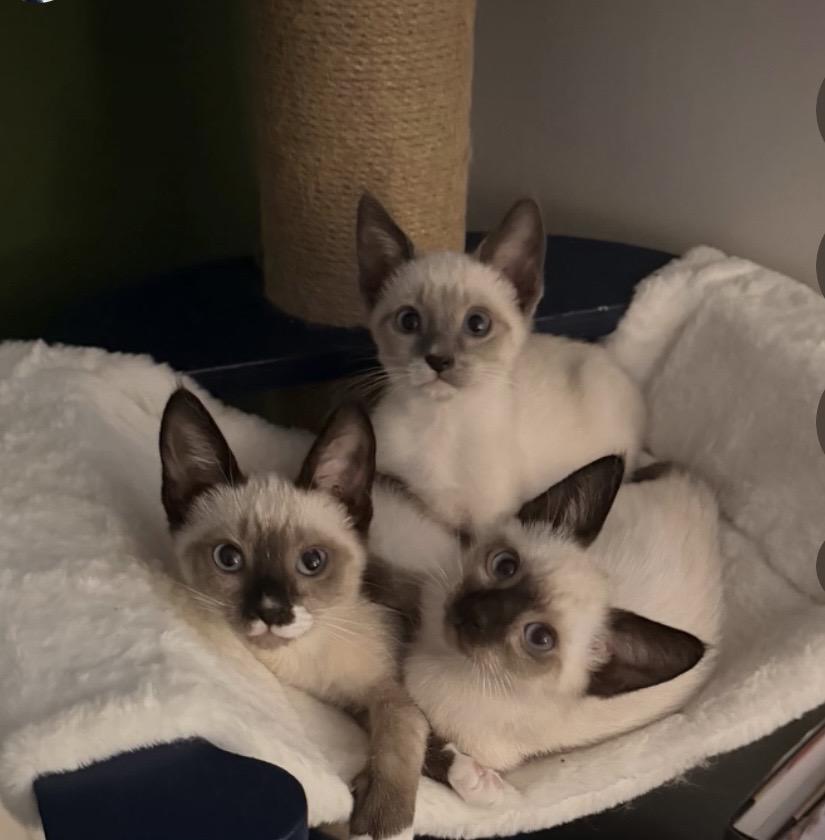 Enlarge Clove, a Adopted Siamese in Santa Ana, CA image 4/4