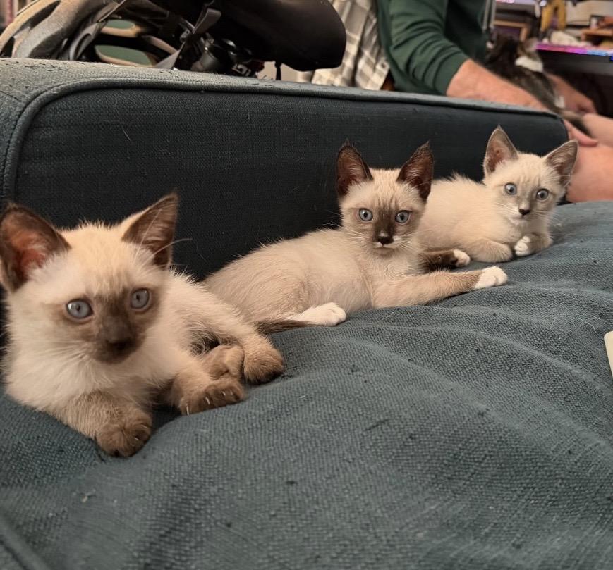 Enlarge Clove, a Adopted Siamese in Santa Ana, CA image 3/4