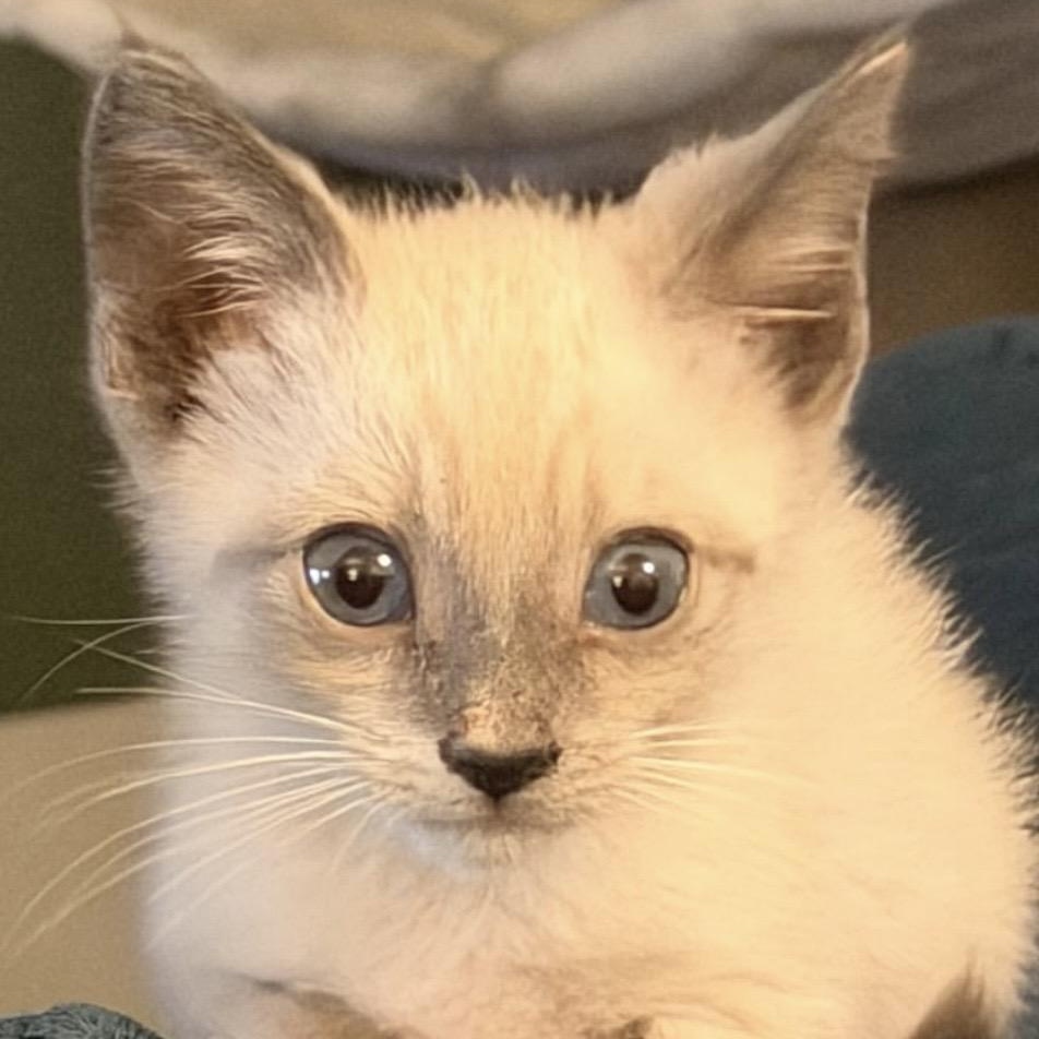 Clove, Adopted, Kitten Male Siamese.
