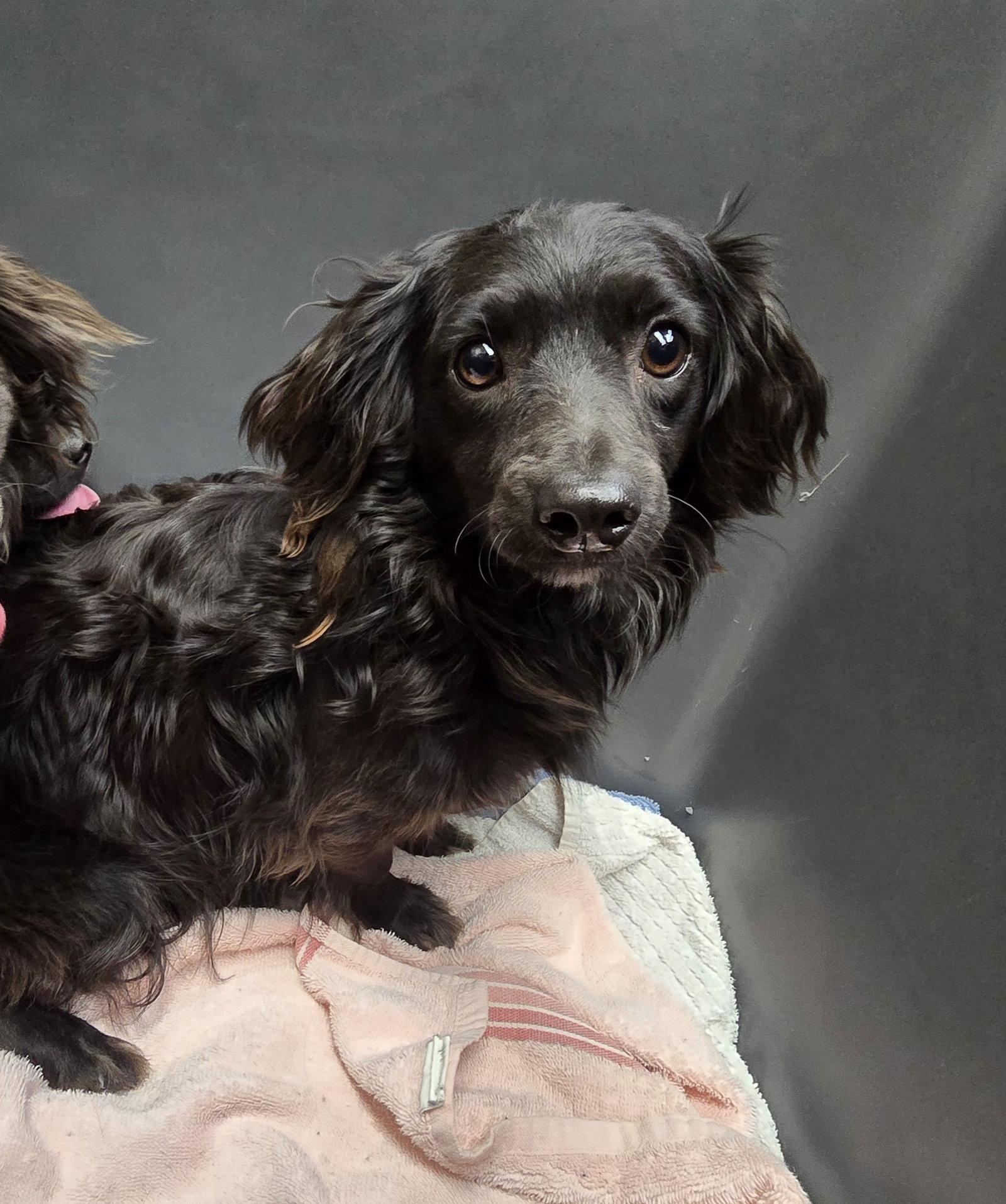 Harmony, Adoptable, Young Female Dachshund.