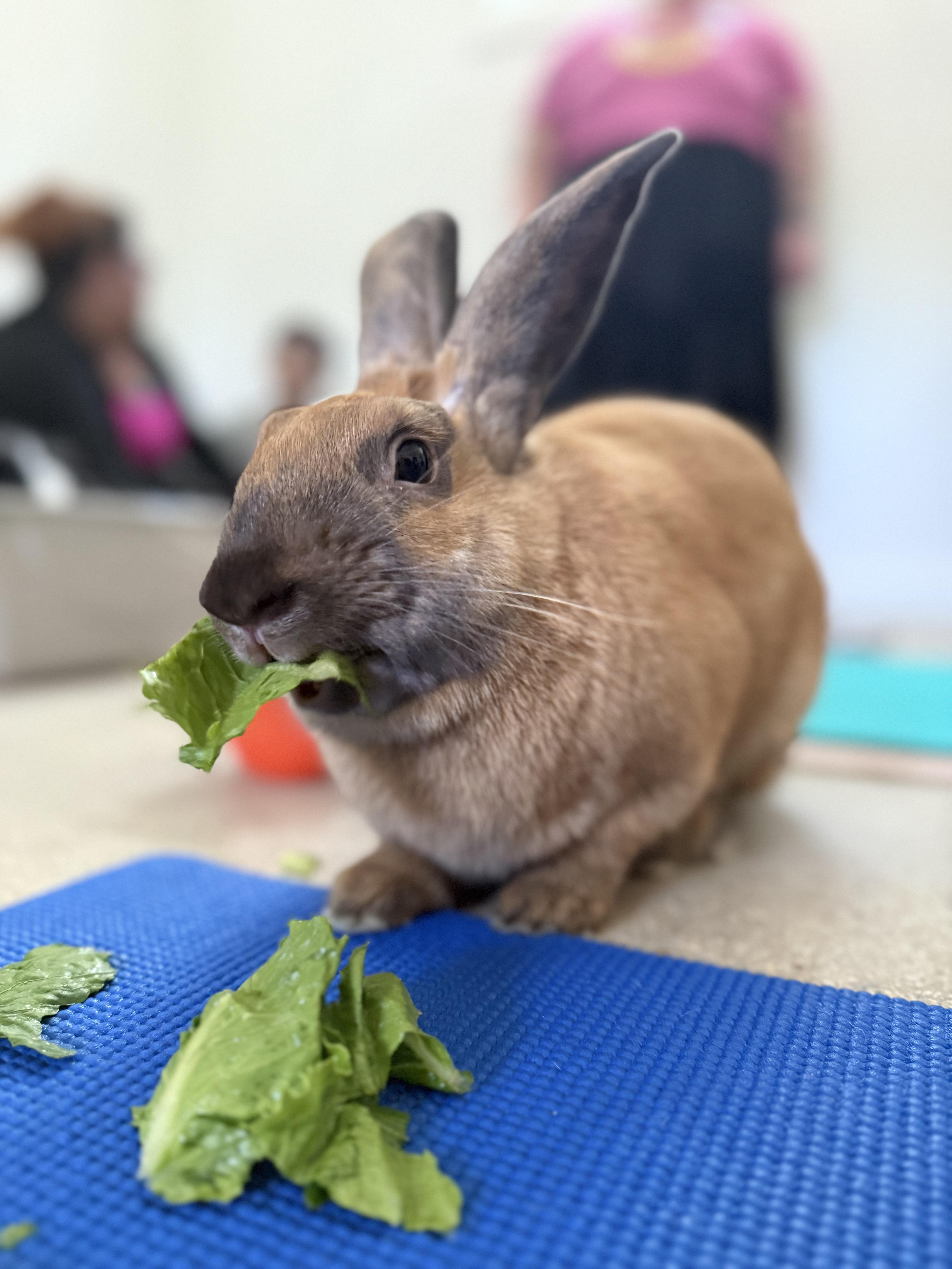 Mercury, ADOPTABLE, Young Male Cinnamon.