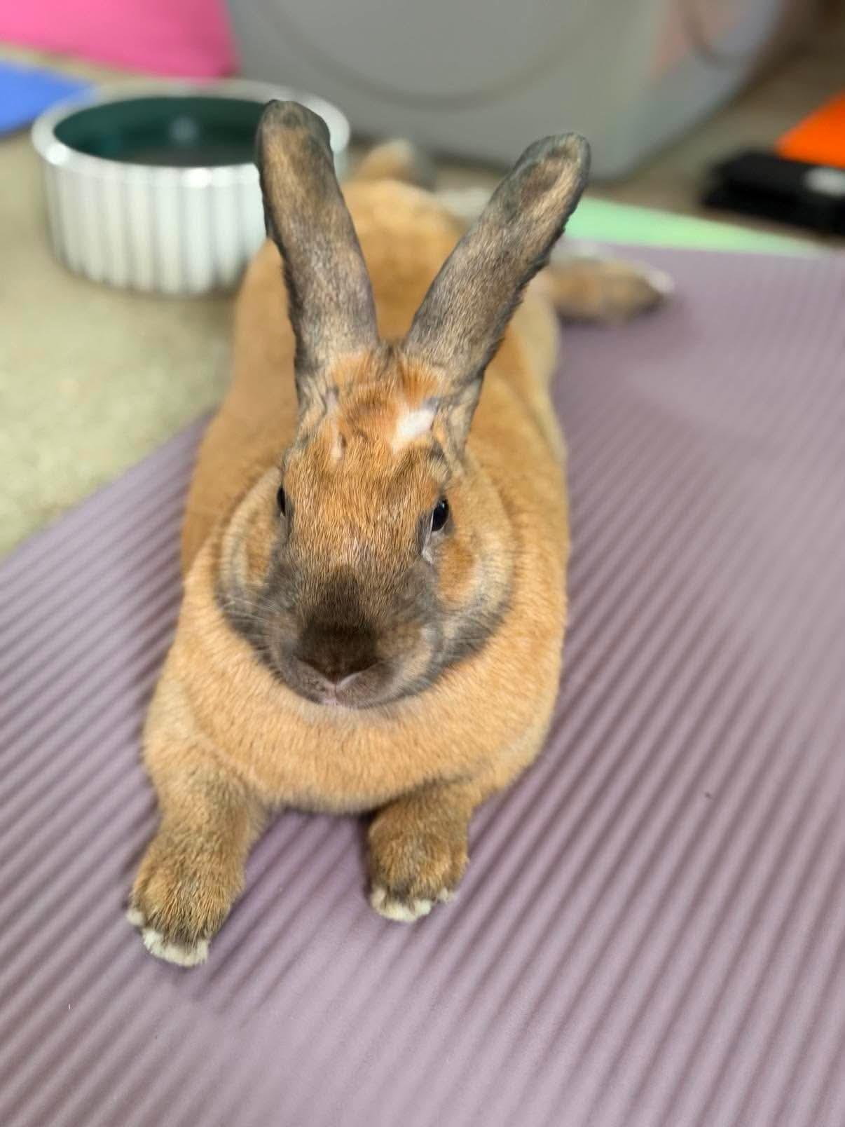 Mercury, a ADOPTABLE Cinnamon in San Antonio, TX image 2/4