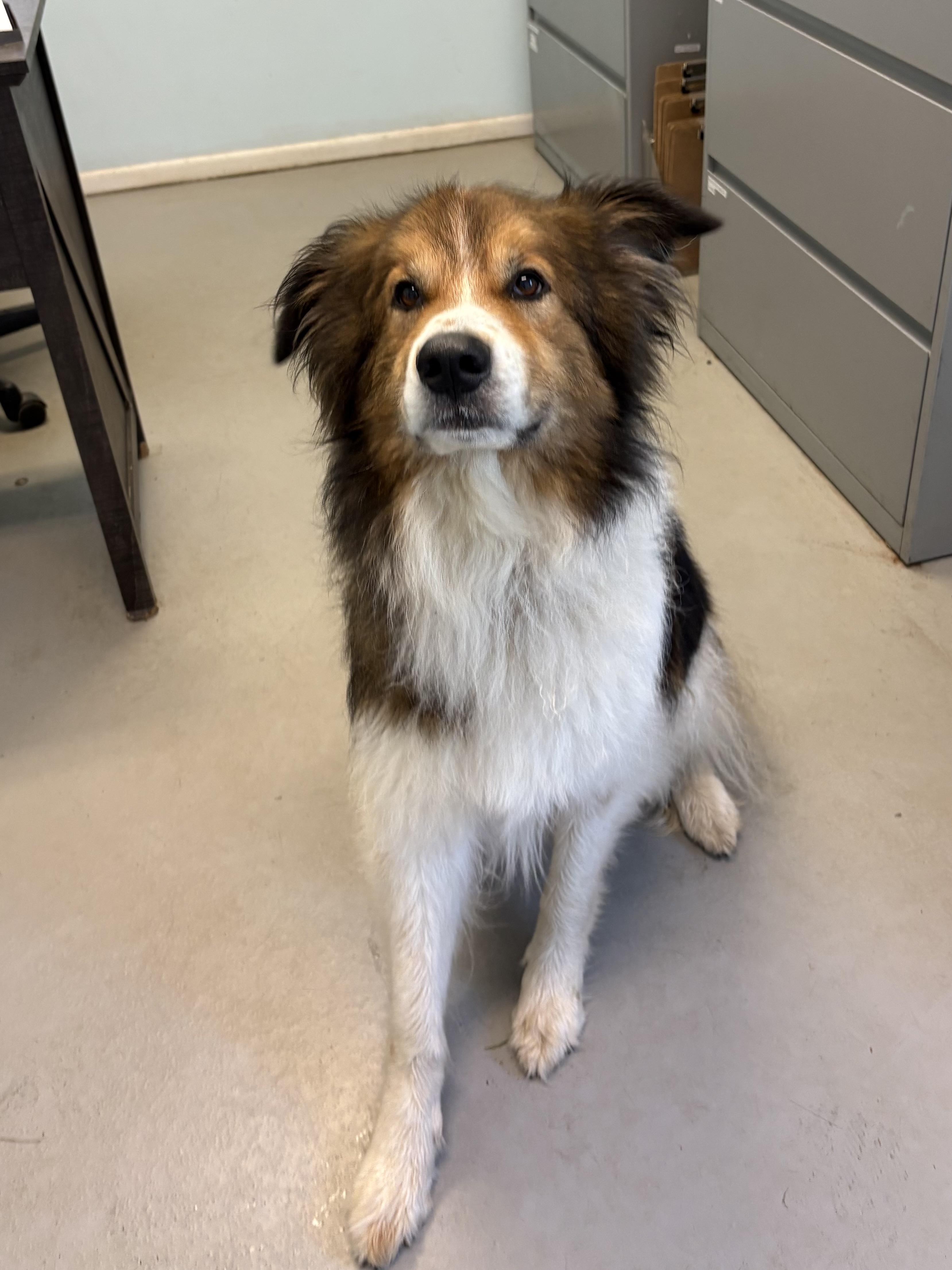 Casanova, ADOPTABLE, Young Male Mixed Breed.