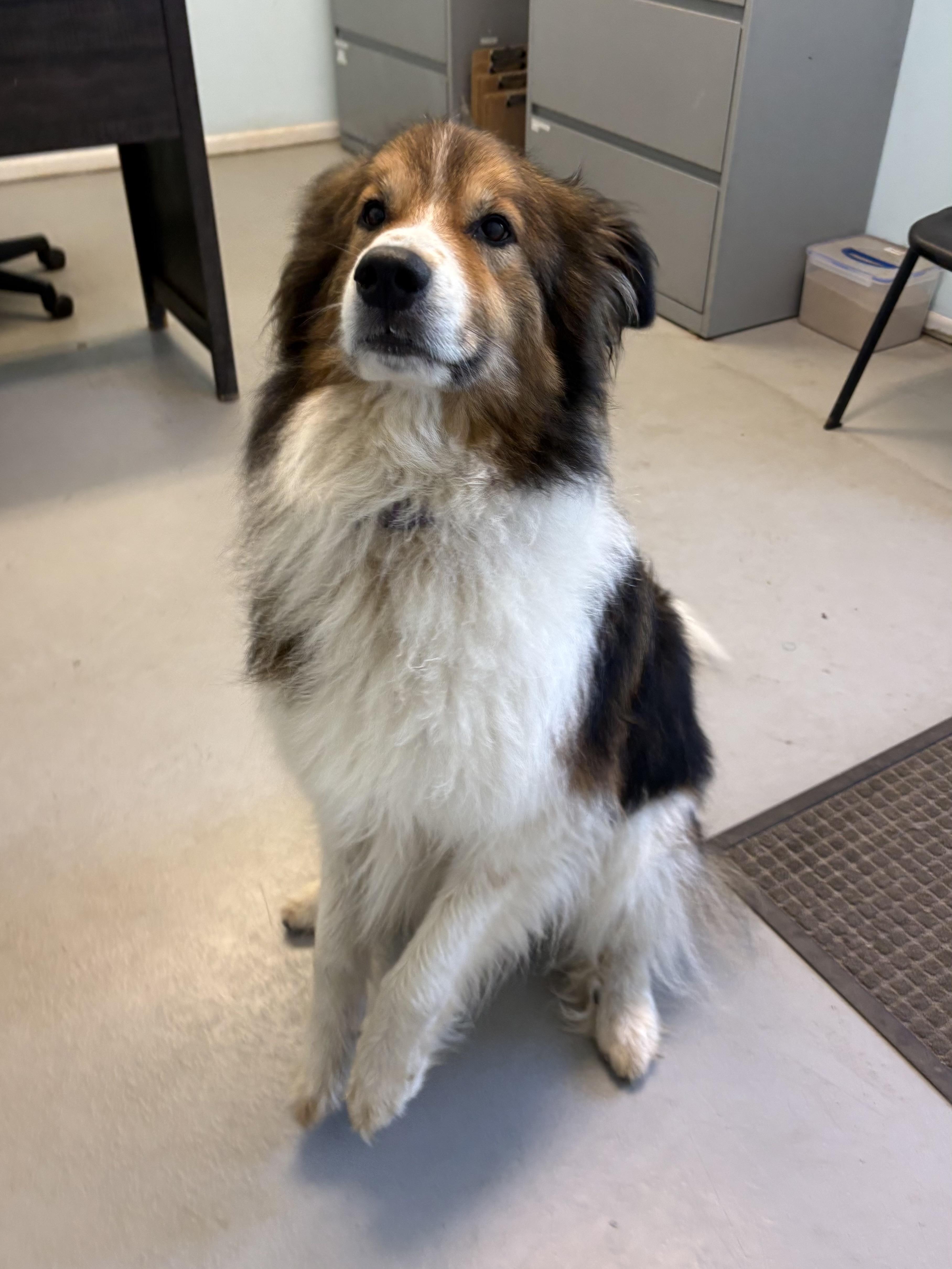 Enlarge Casanova, a ADOPTABLE Mixed Breed in Big Rapids, MI image 2/2