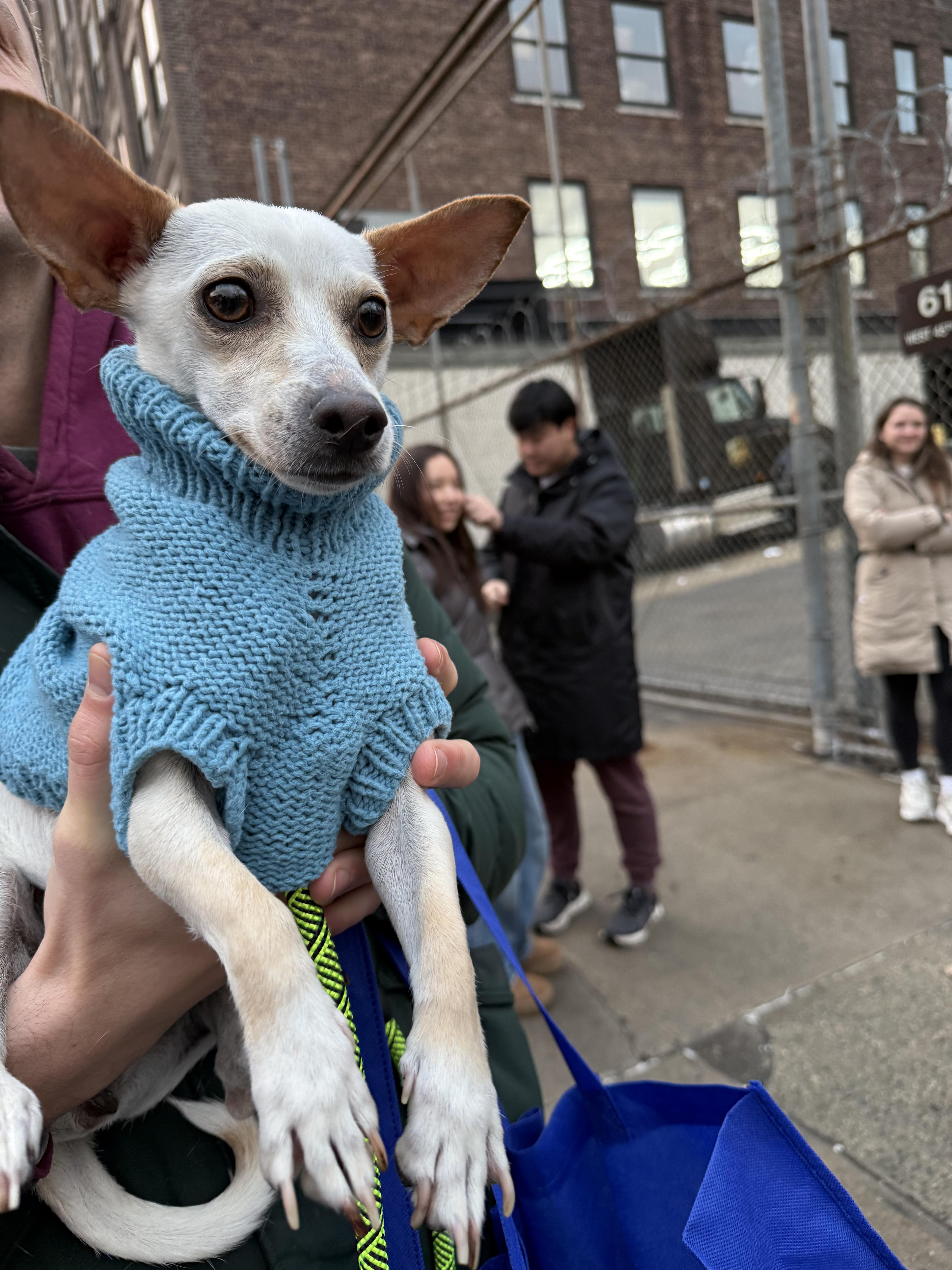 Enlarge April, an adopted mixed breed in New York, NY image 1/2