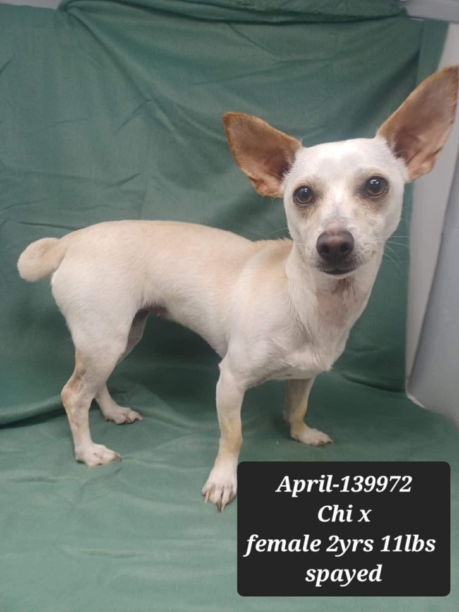 Enlarge April, an adopted mixed breed in New York, NY image 2/2