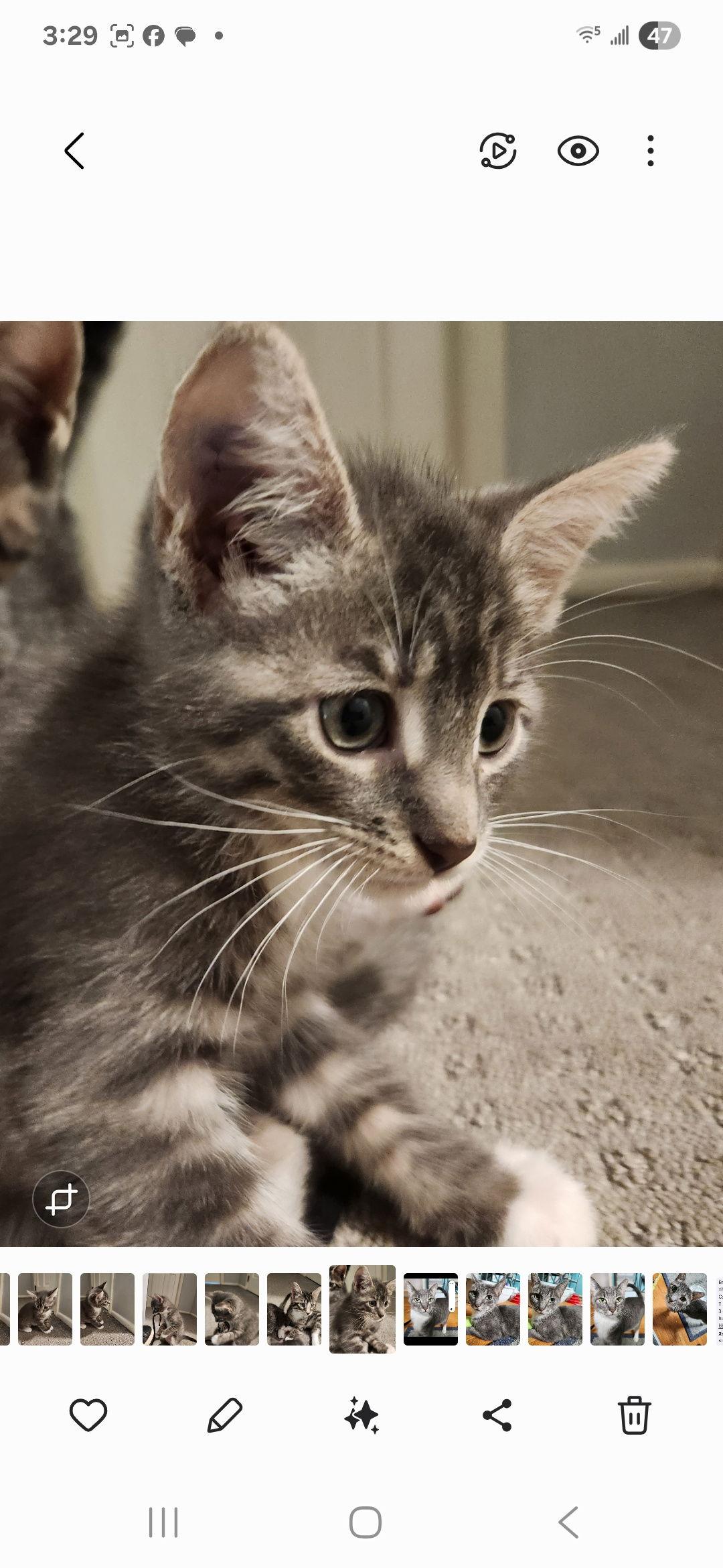 Calla, Adopted, Kitten Female Domestic Short Hair.