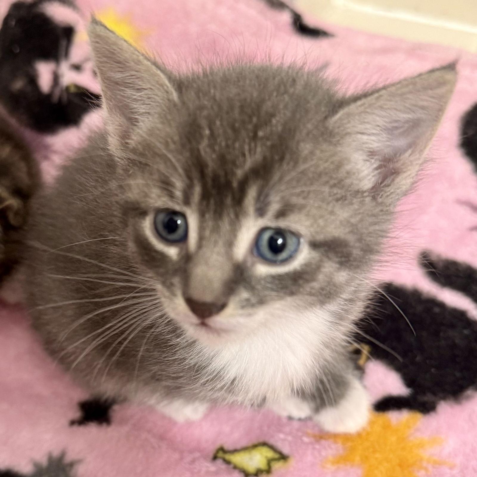 Calla, a Adopted Domestic Short Hair in Trenton, NJ image 2/2