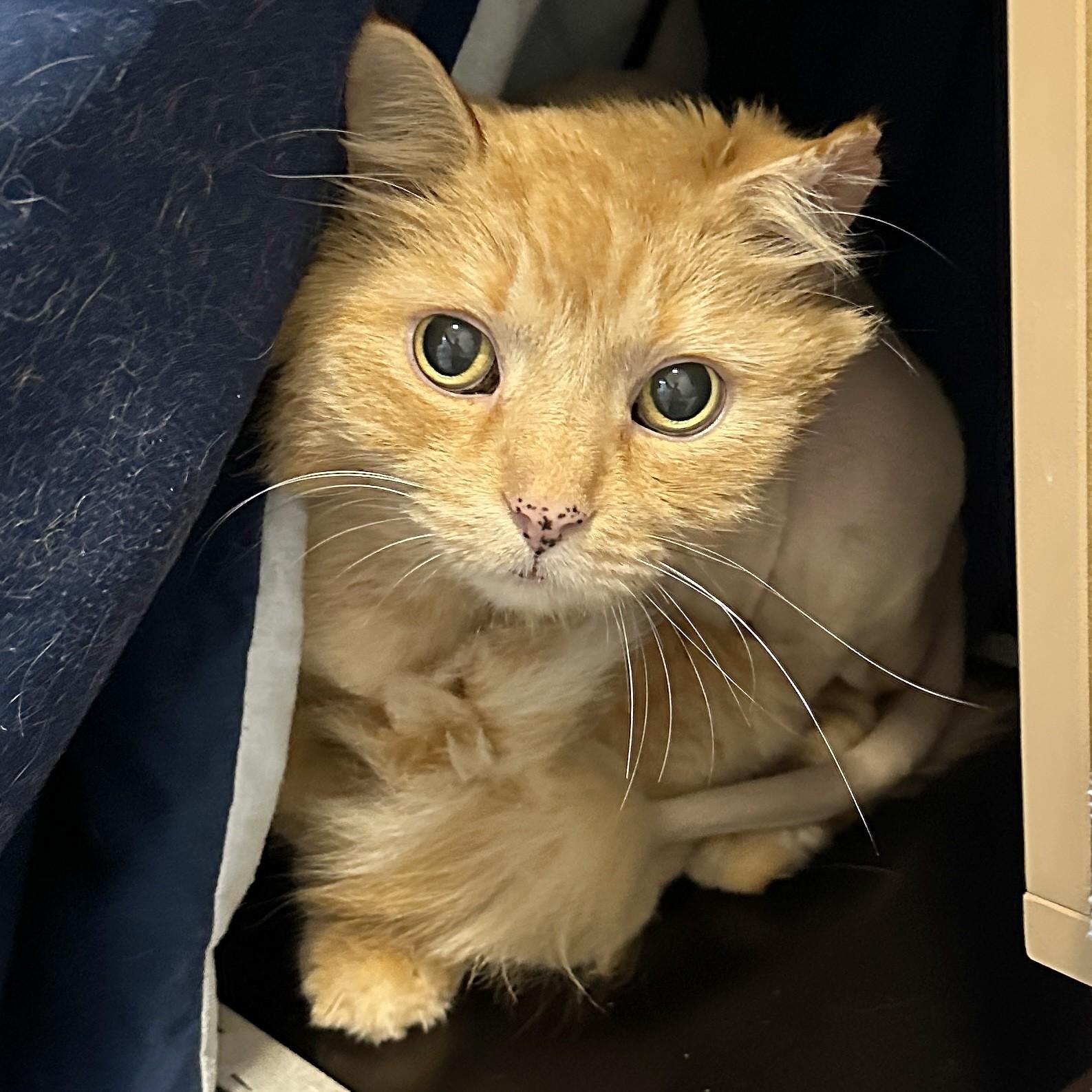 Moose, a ADOPTABLE Domestic Long Hair in Victor, NY image 5/5