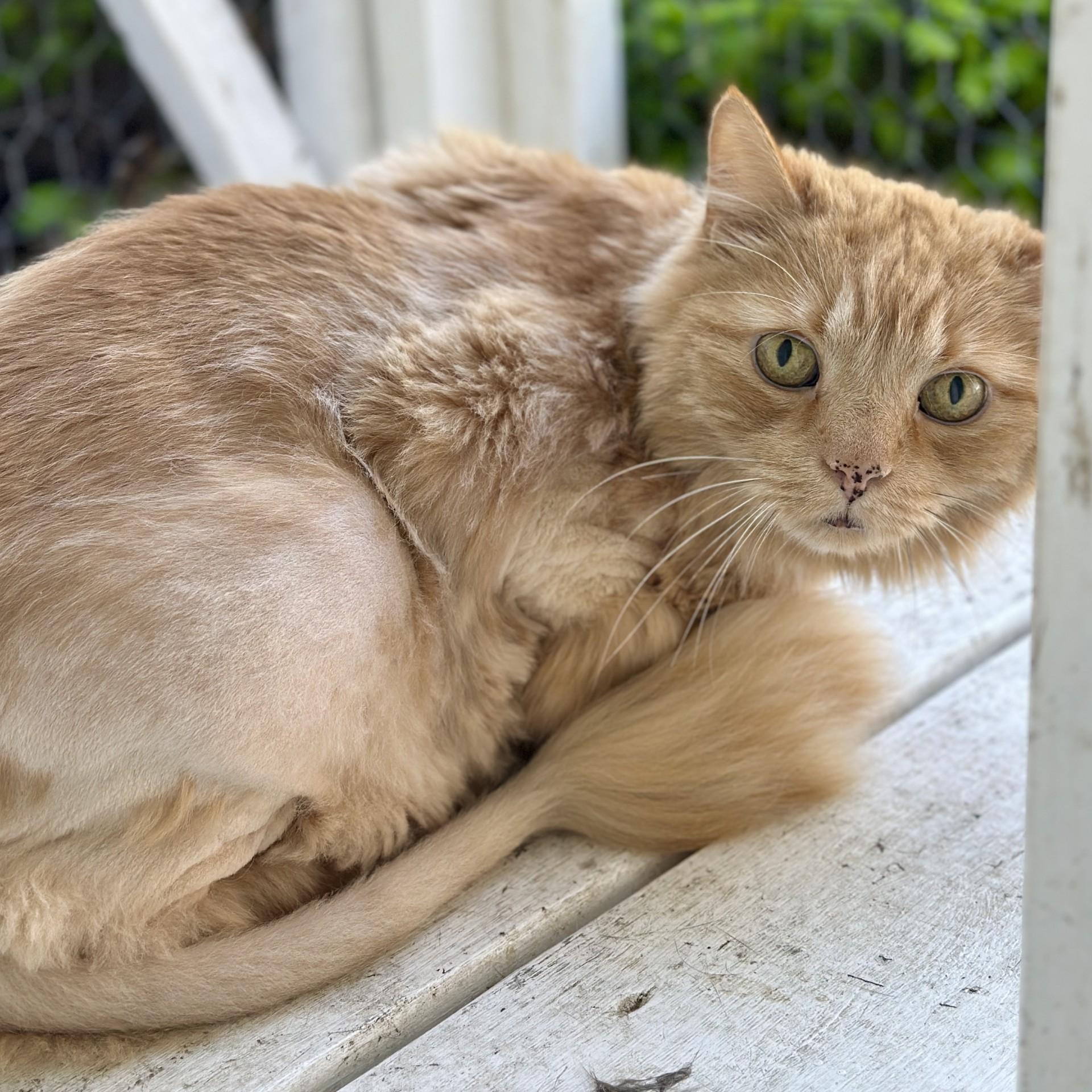 Moose, a ADOPTABLE Domestic Long Hair in Victor, NY image 3/5