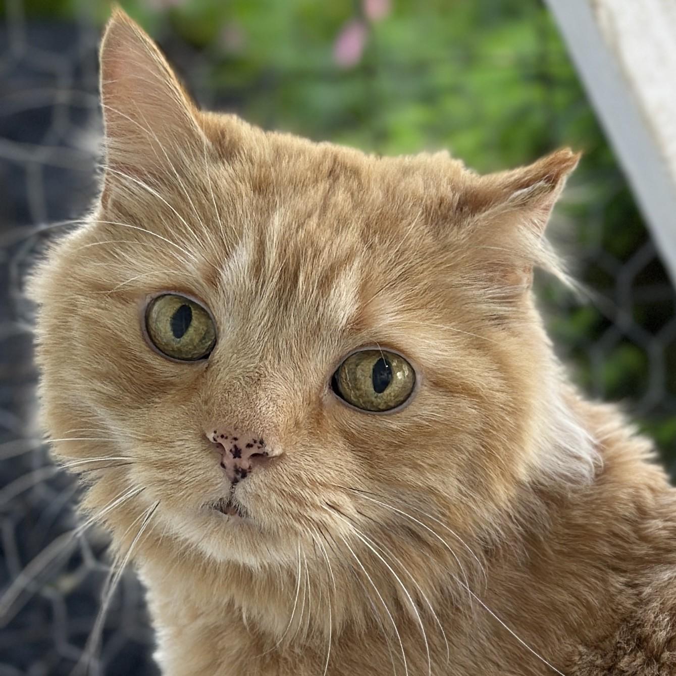 Moose, ADOPTABLE, Senior Male Domestic Long Hair.