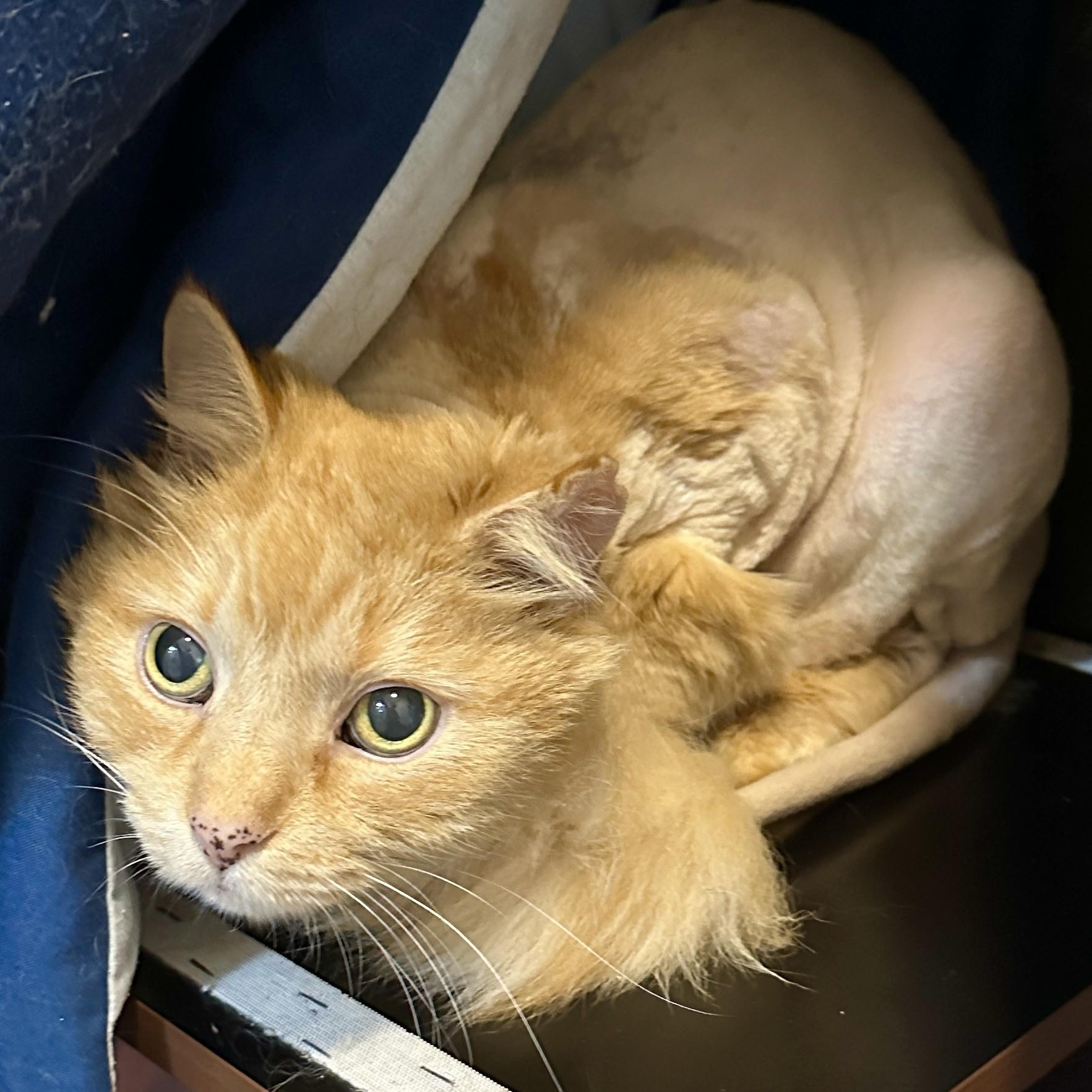 Moose, a ADOPTABLE Domestic Long Hair in Victor, NY image 4/5