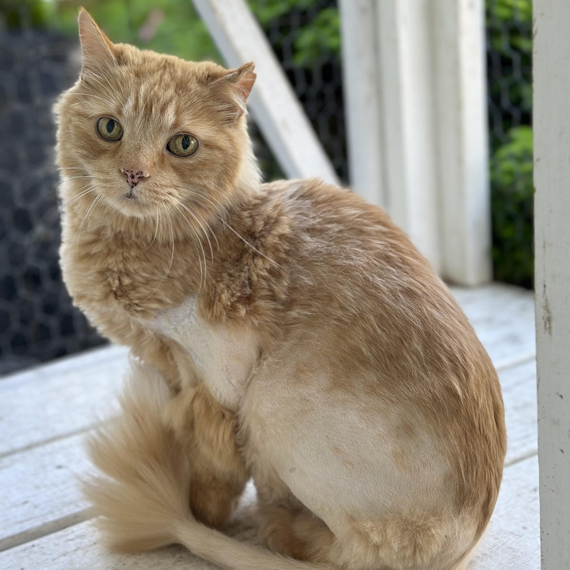 Moose, a ADOPTABLE Domestic Long Hair in Victor, NY image 2/5