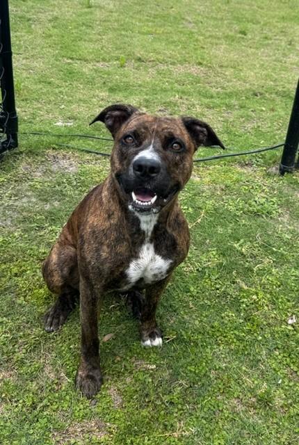 XENA, a ADOPTABLE mixed breed in Lynn Haven, FL image 1/4