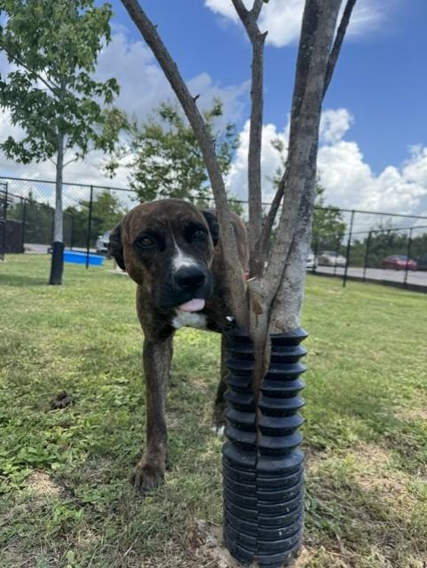XENA, a ADOPTABLE mixed breed in Lynn Haven, FL image 4/4