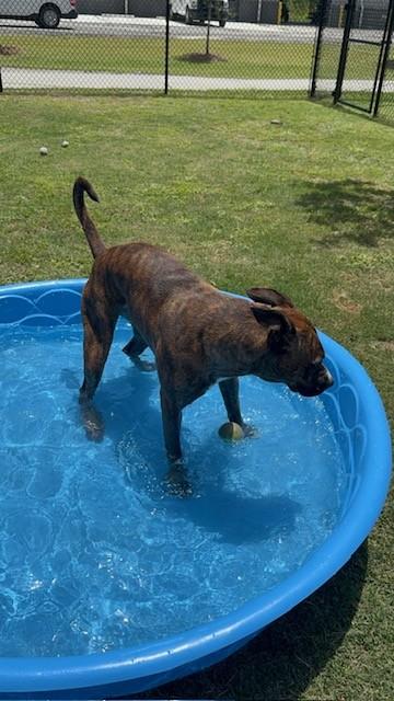 XENA, a ADOPTABLE mixed breed in Lynn Haven, FL image 3/4
