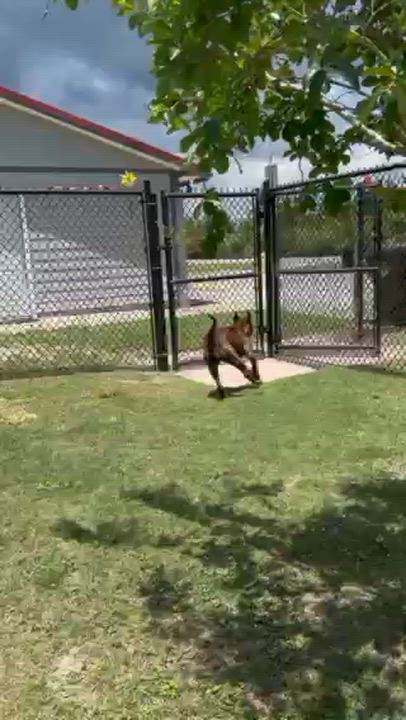 Enlarge XENA, a ADOPTABLE mixed breed in Lynn Haven, FL video 2/4