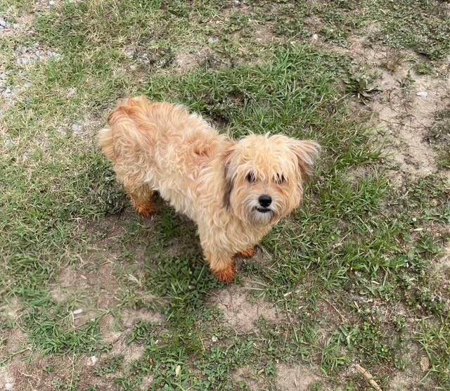 Huxley, a ADOPTABLE Shih Tzu in Manhasset, NY image 4/4