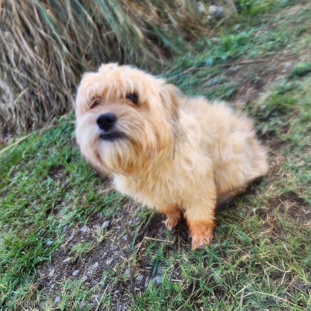 Huxley, a ADOPTABLE Shih Tzu in Manhasset, NY image 2/4