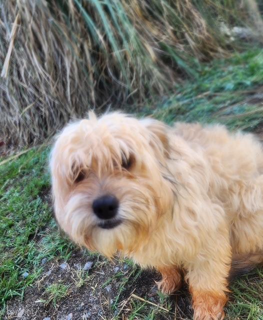 Huxley, ADOPTABLE, Puppy Male Shih Tzu.