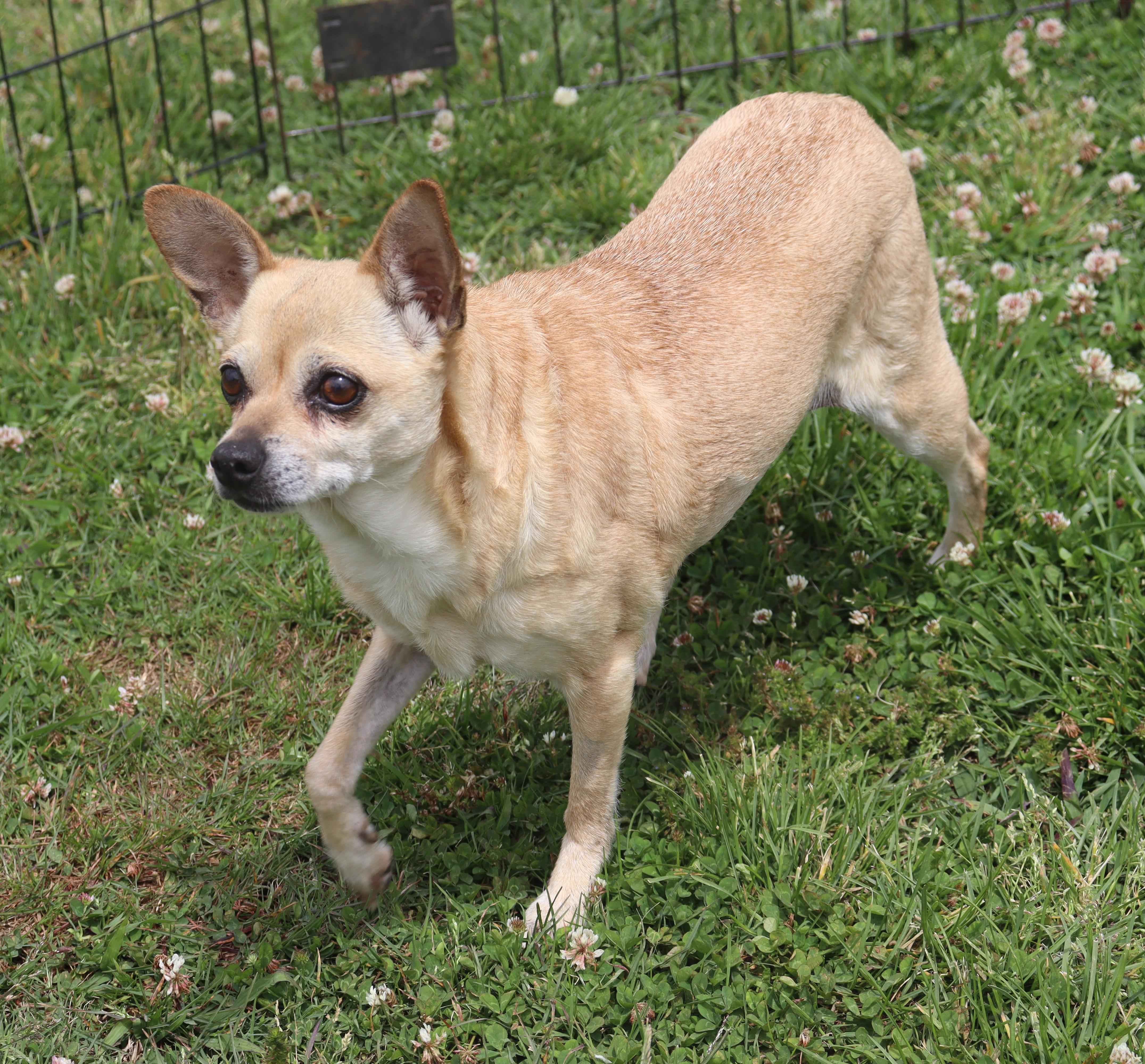 Enlarge Dixie, a Adopted Chihuahua in Windsor, CT image 3/6