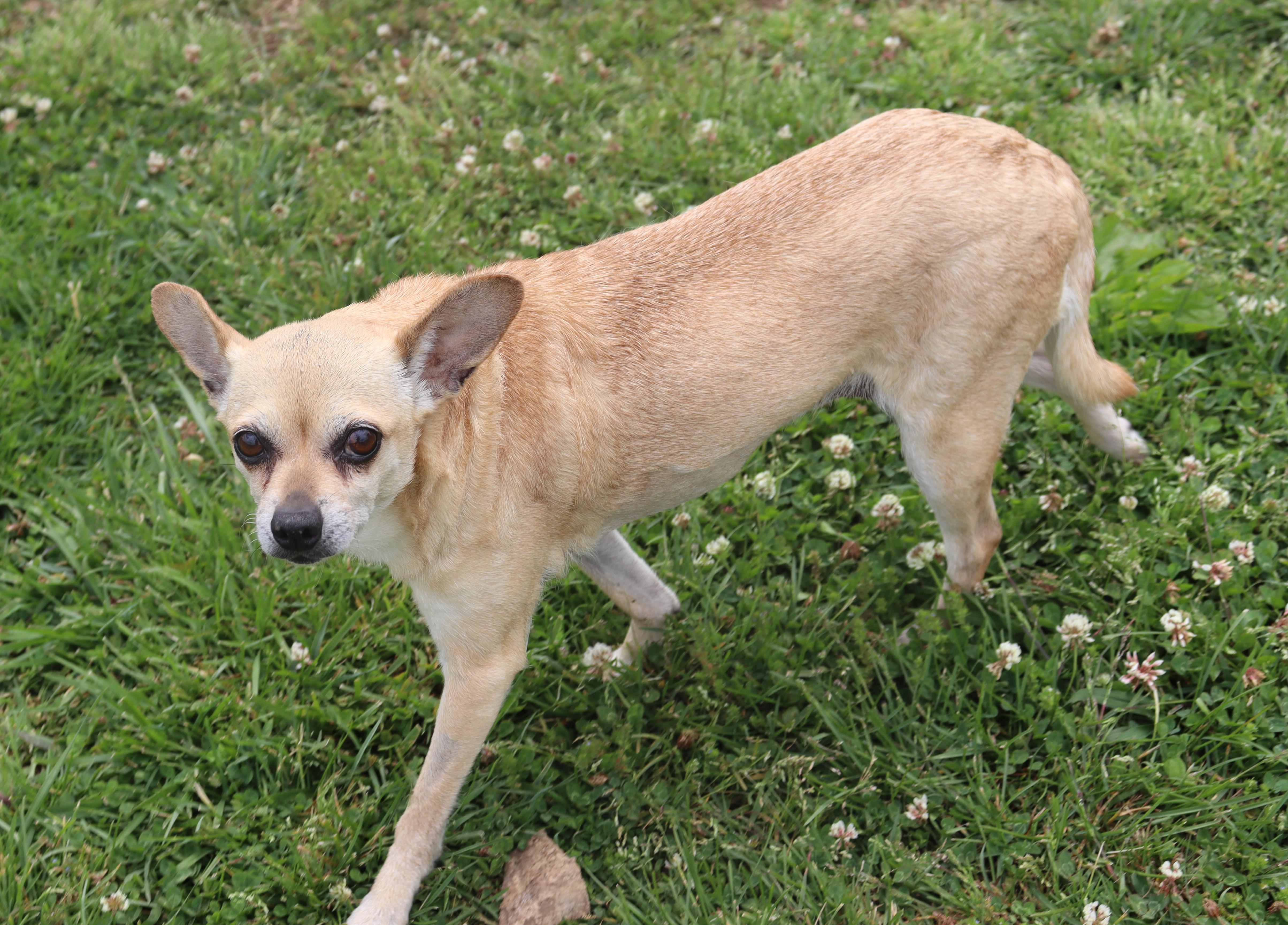 Enlarge Dixie, a Adopted Chihuahua in Windsor, CT image 5/6