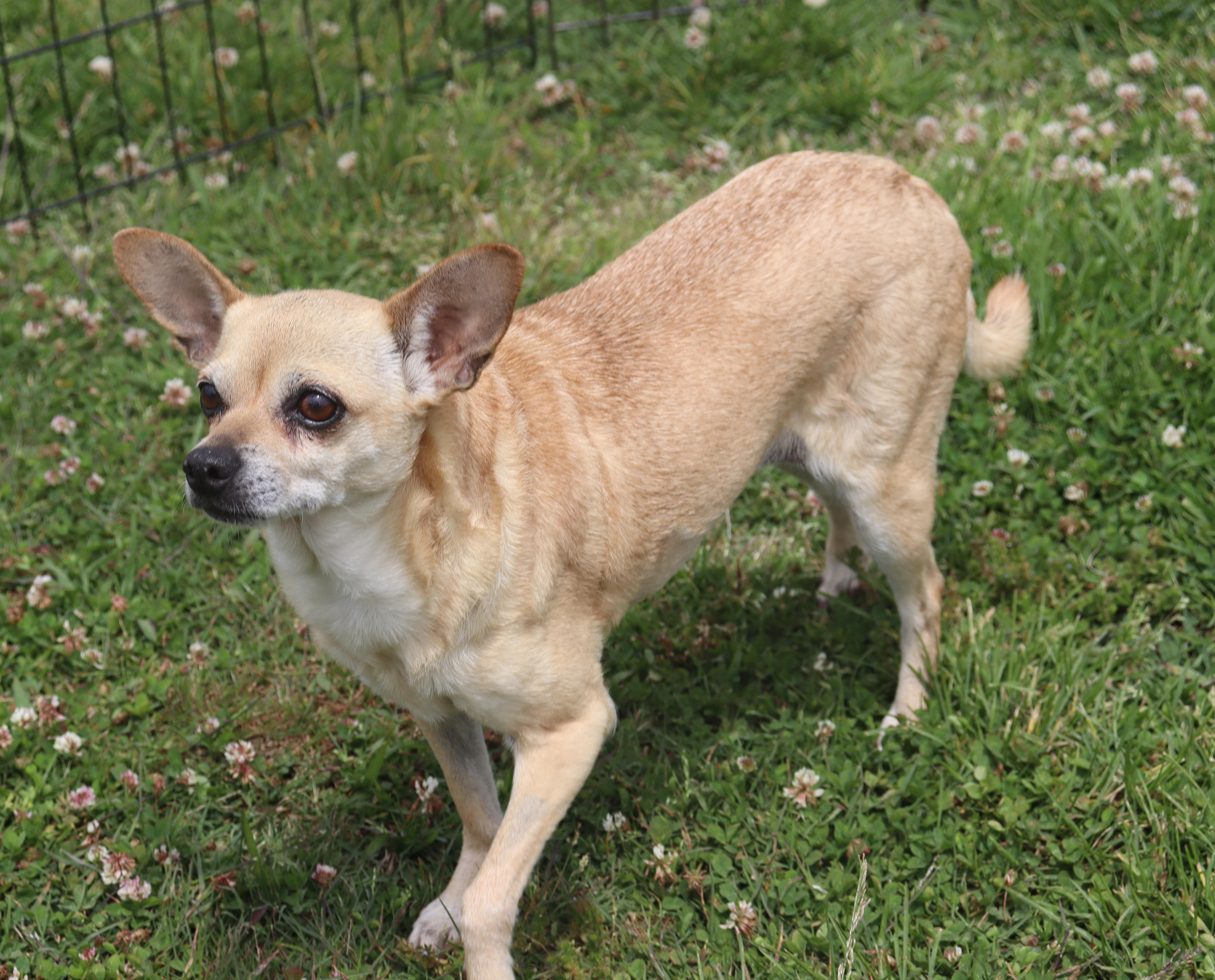 Enlarge Dixie, a Adopted Chihuahua in Windsor, CT image 4/6