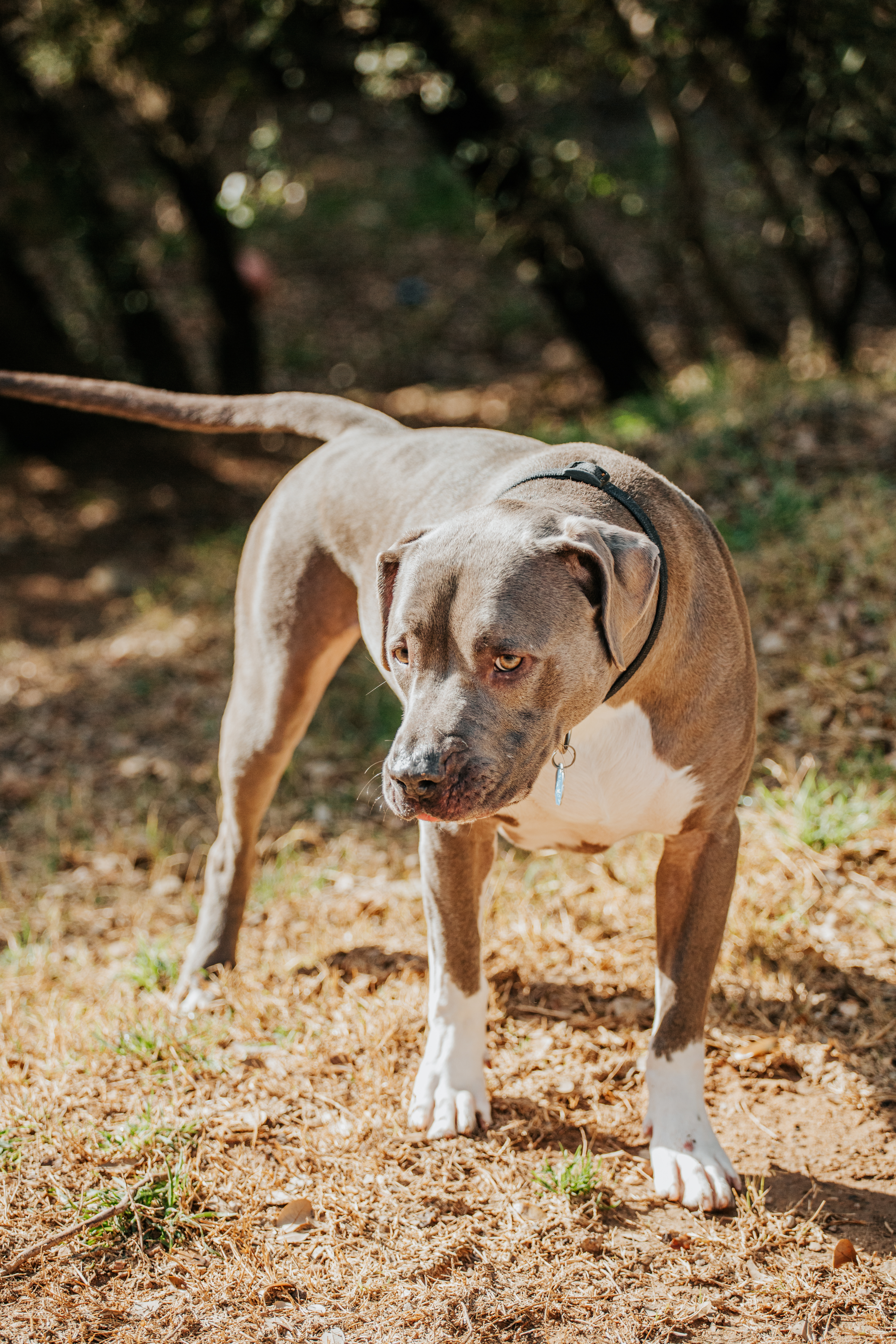 Roman, a Adoptable American Staffordshire Terrier in Lago Vista, TX image 6/8