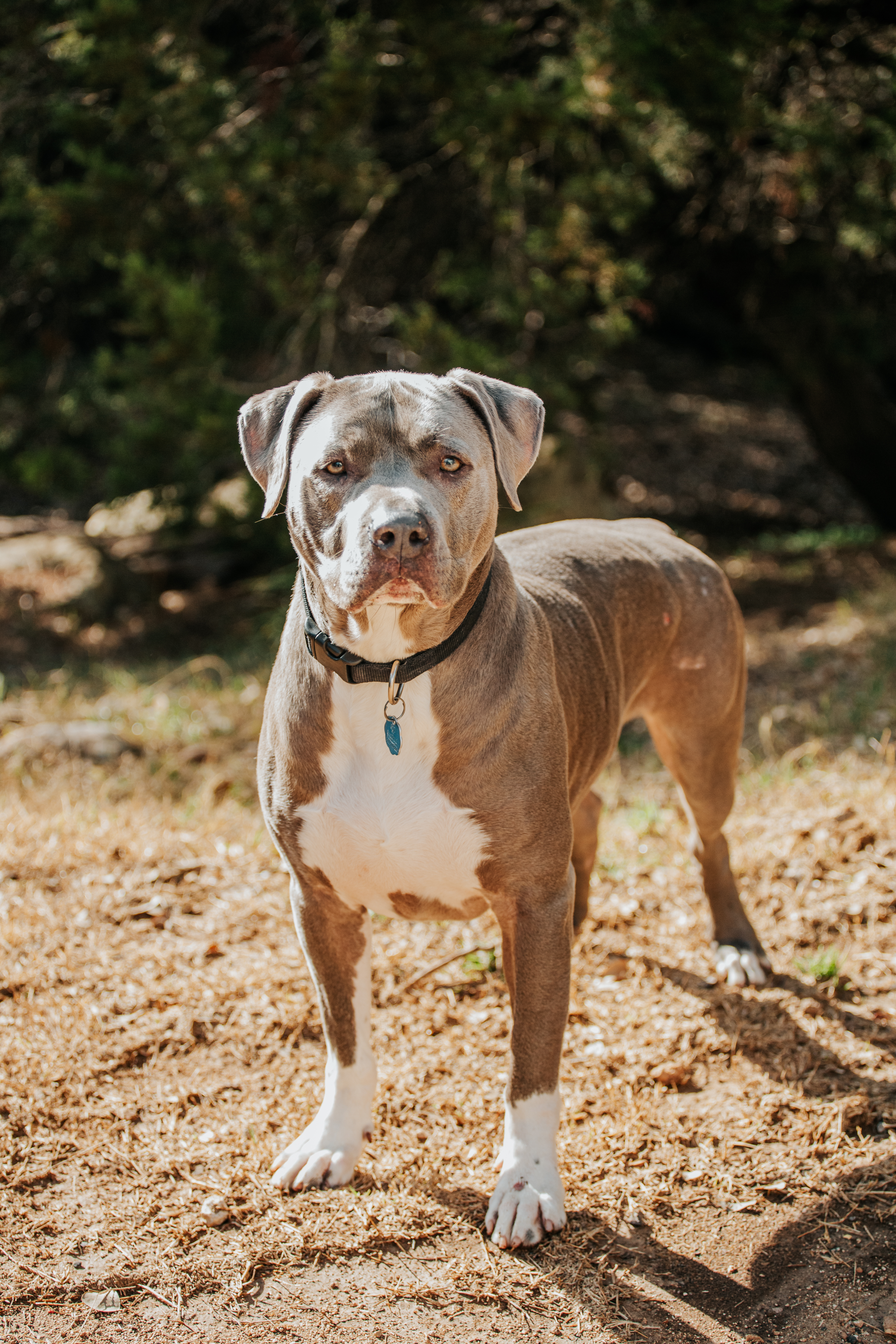 Enlarge Roman, a Adoptable American Staffordshire Terrier in Lago Vista, TX image 7/8
