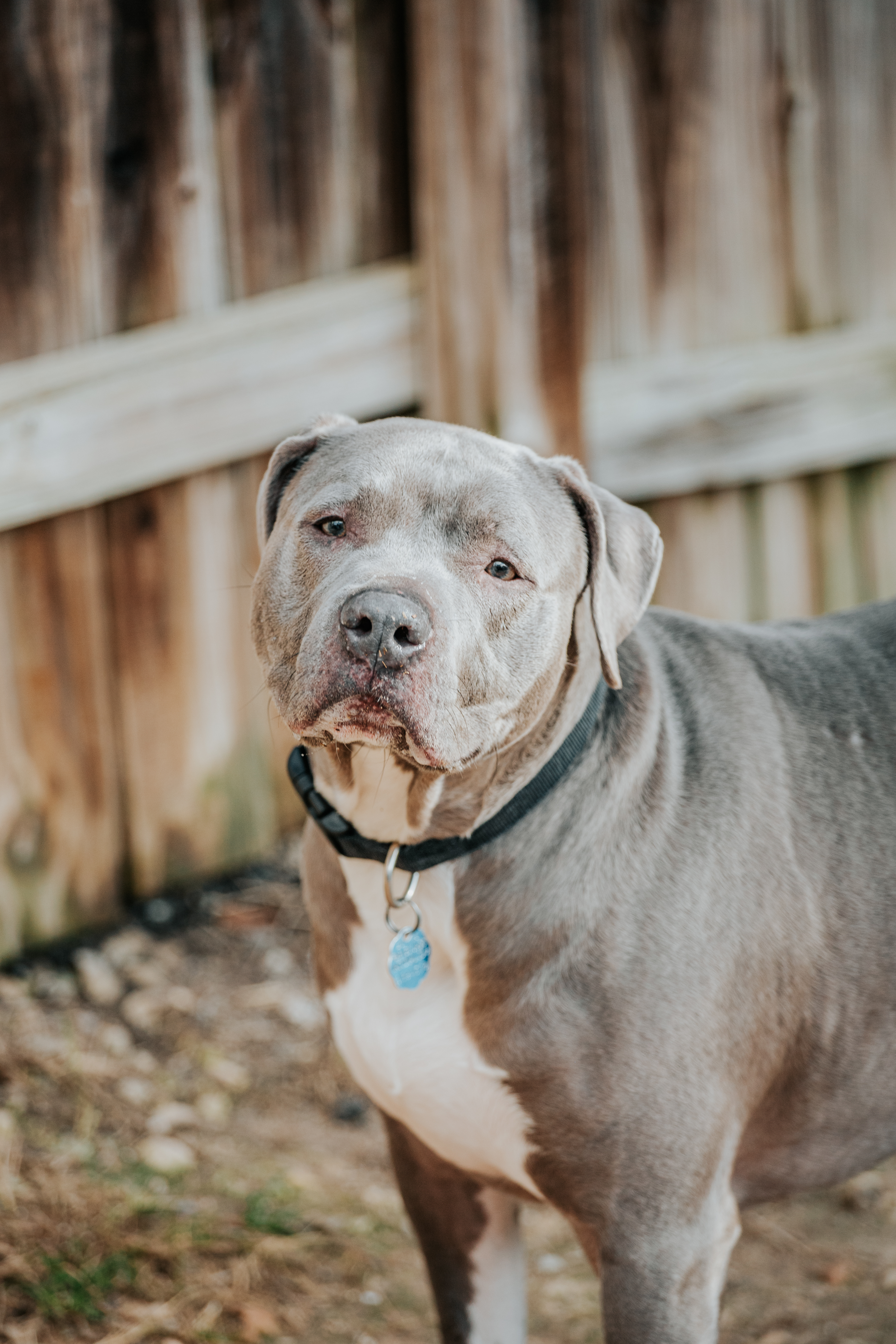 Roman, Adoptable, Adult Male American Staffordshire Terrier.