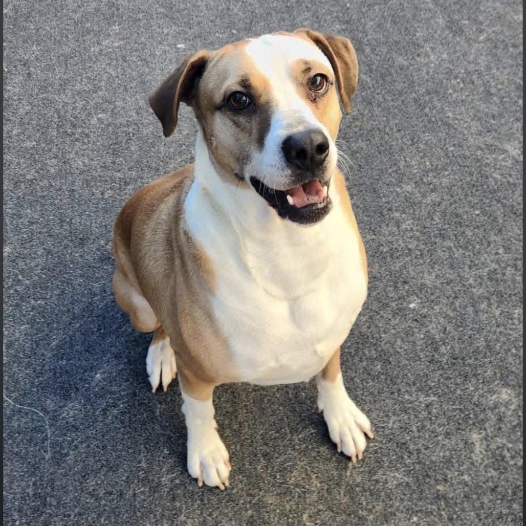 Toby, Adoptable, Adult Male Mixed Breed.