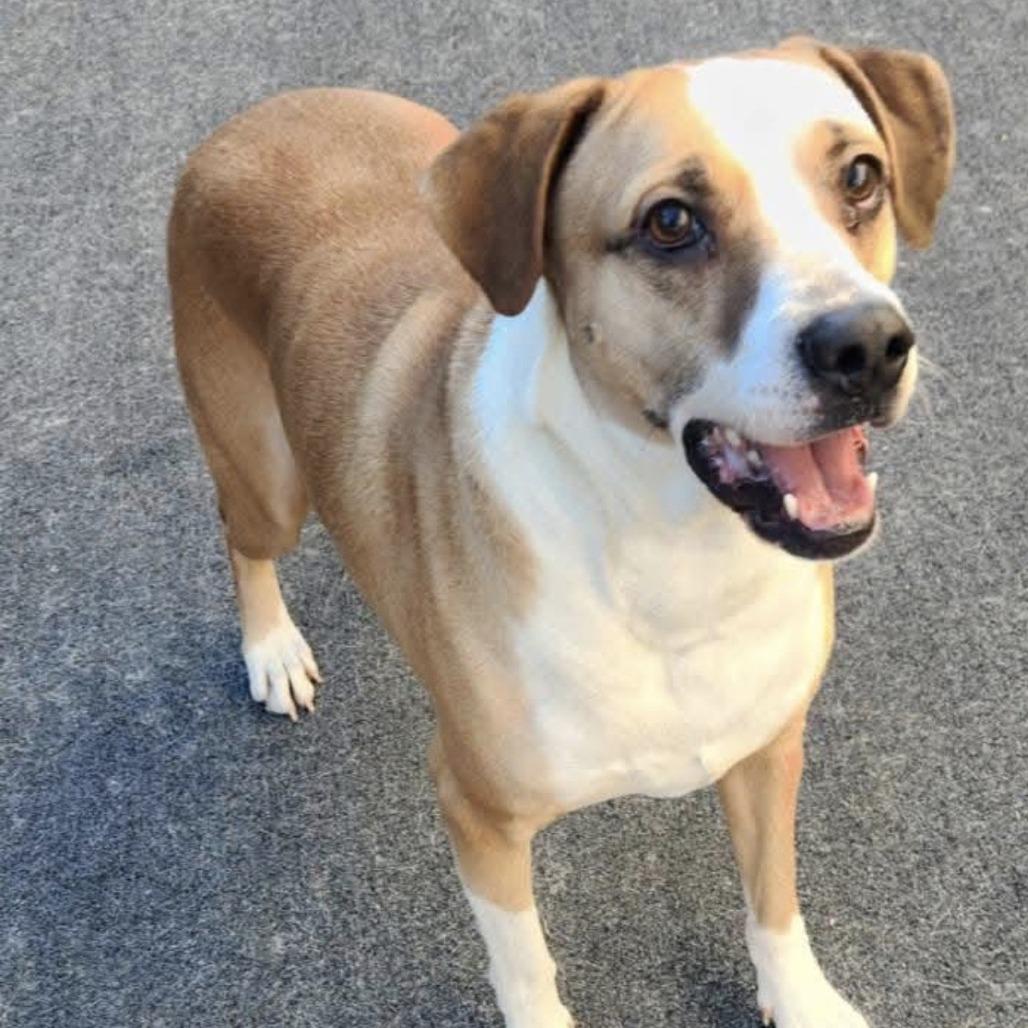 Enlarge Toby, a Adoptable Mixed Breed in Cleveland, TN image 2/2