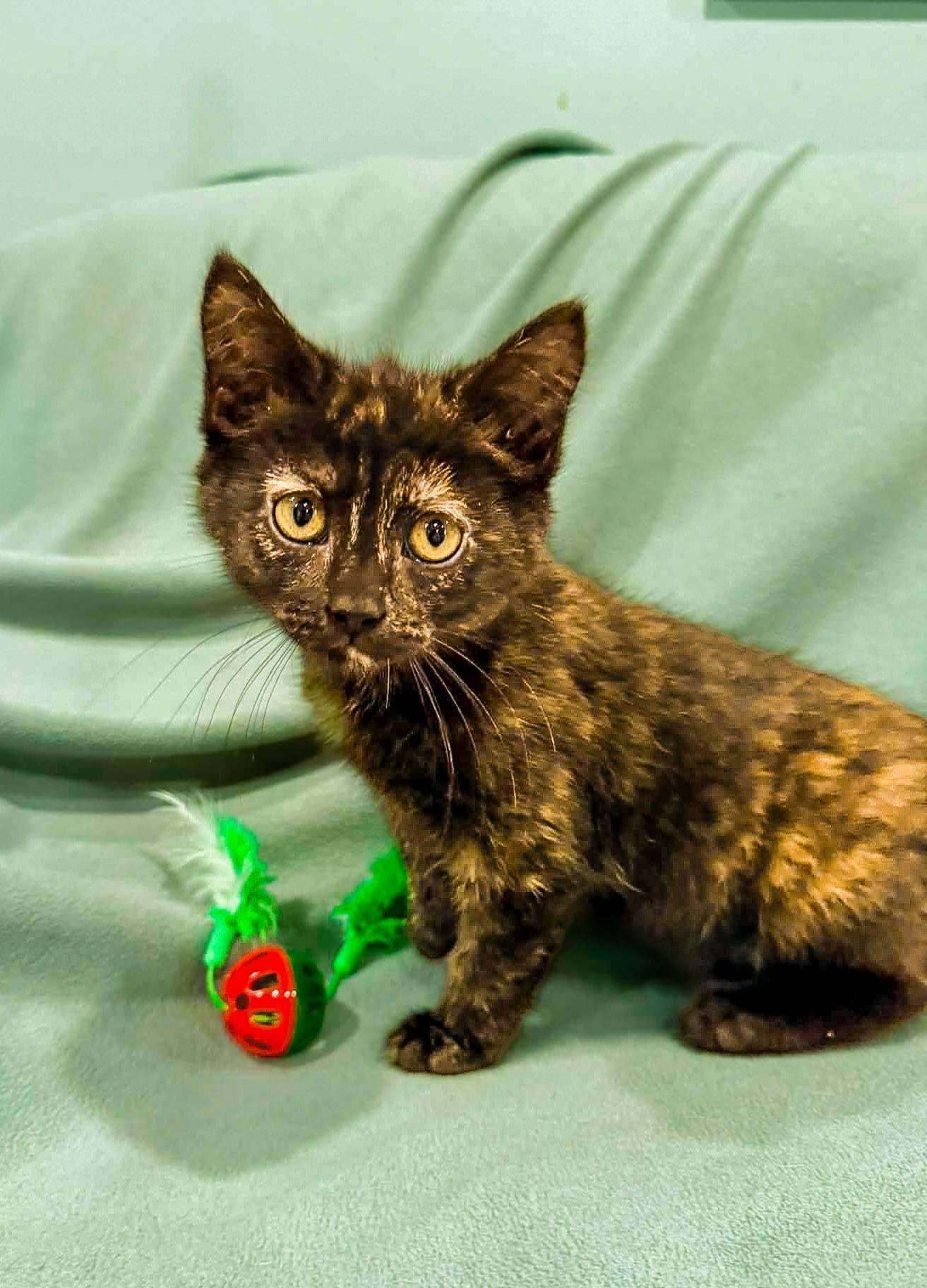 Enlarge Poppy, a ADOPTABLE Domestic Short Hair in Mullica Hill, NJ image 1/2