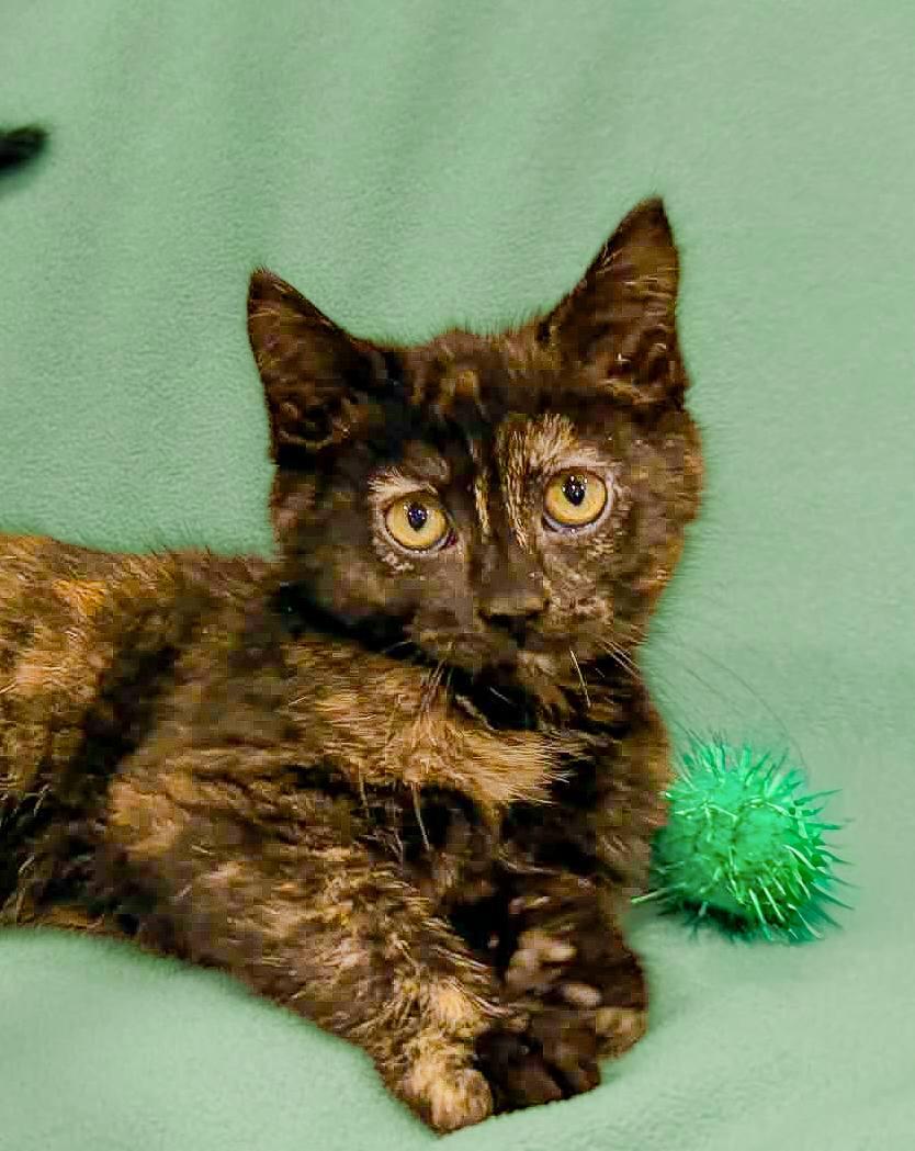 Enlarge Poppy, a ADOPTABLE Domestic Short Hair in Mullica Hill, NJ image 2/2